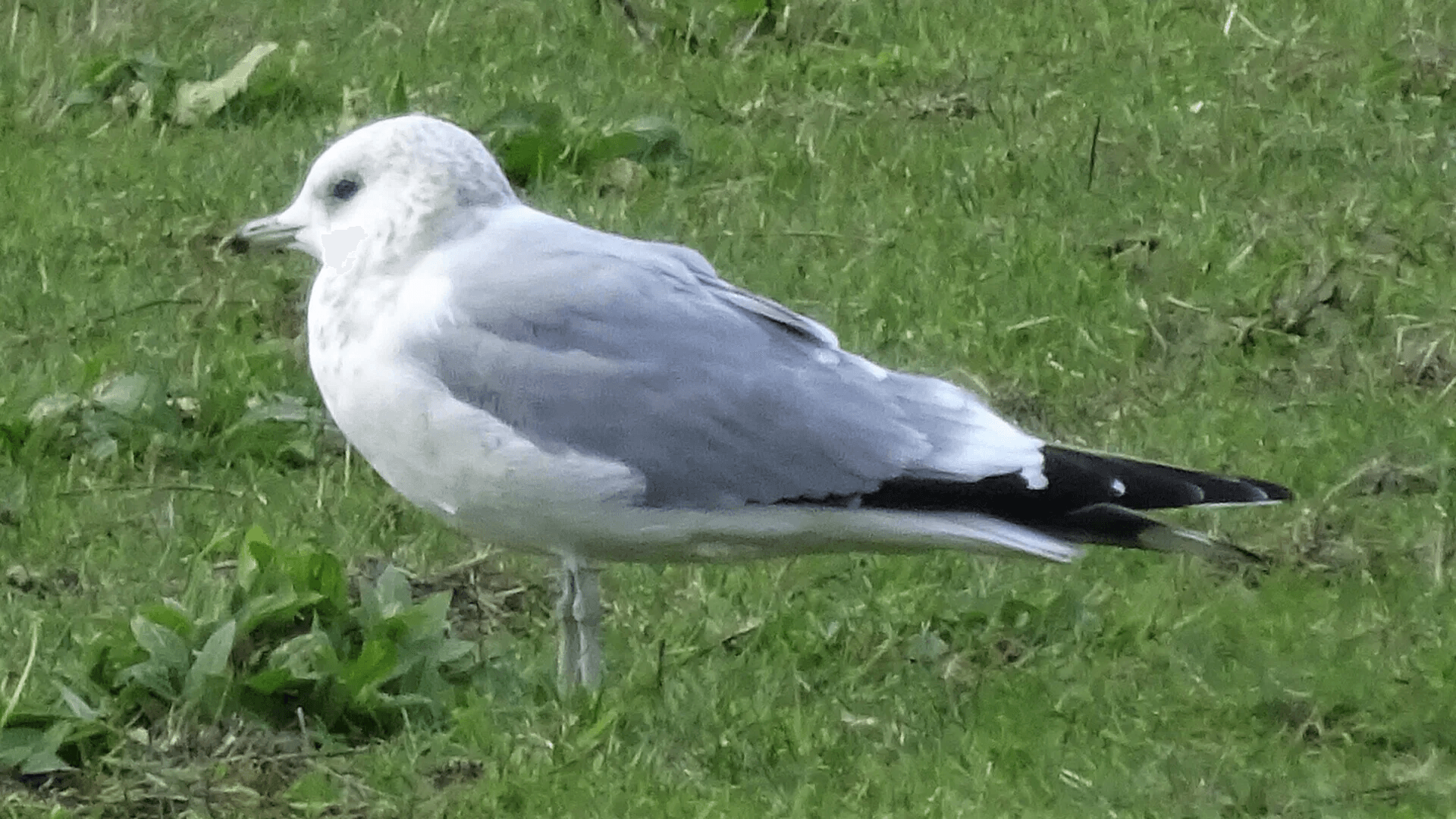 Common Gull