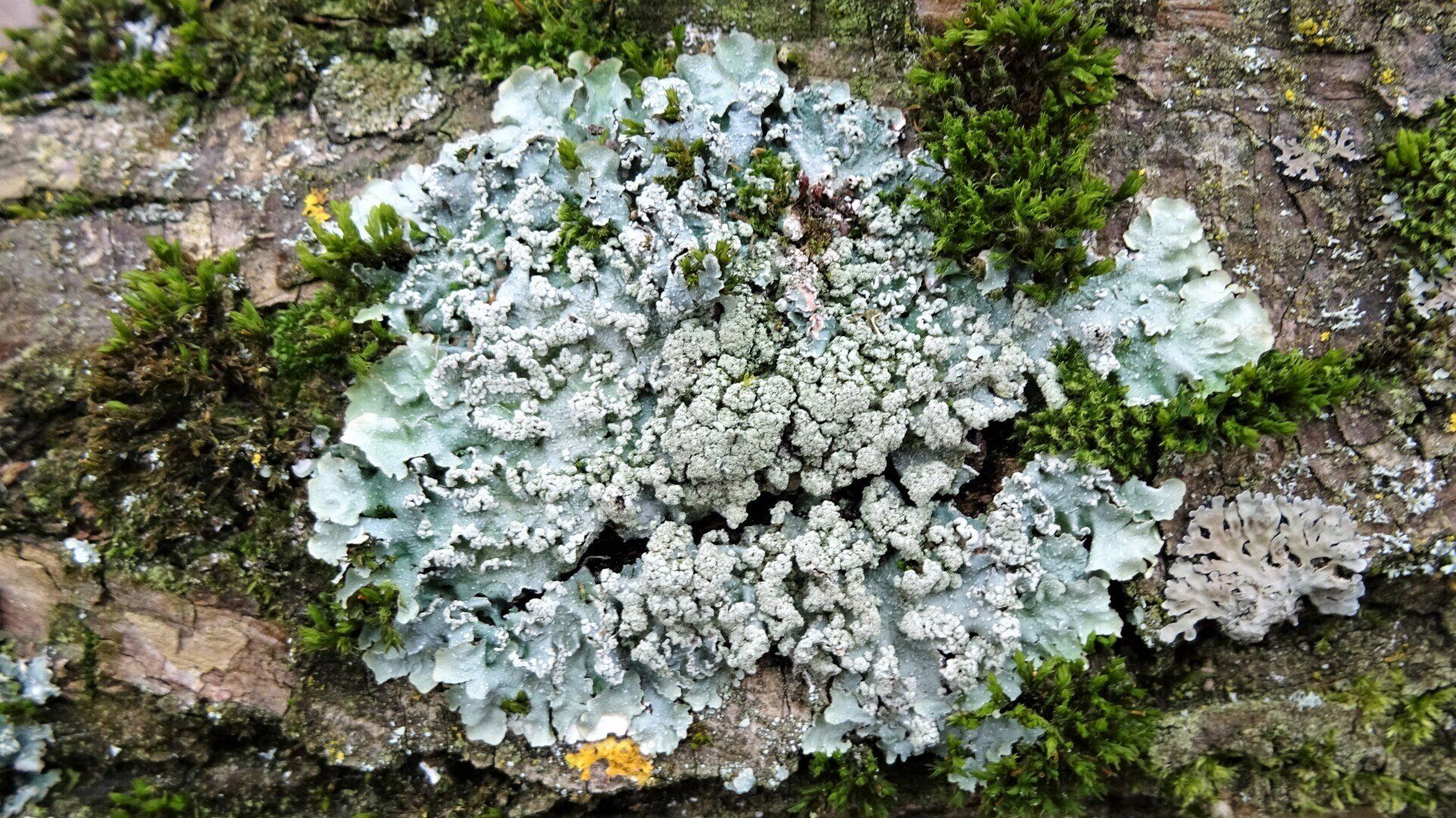 Foliose Lichen
Parmelia subrudecta