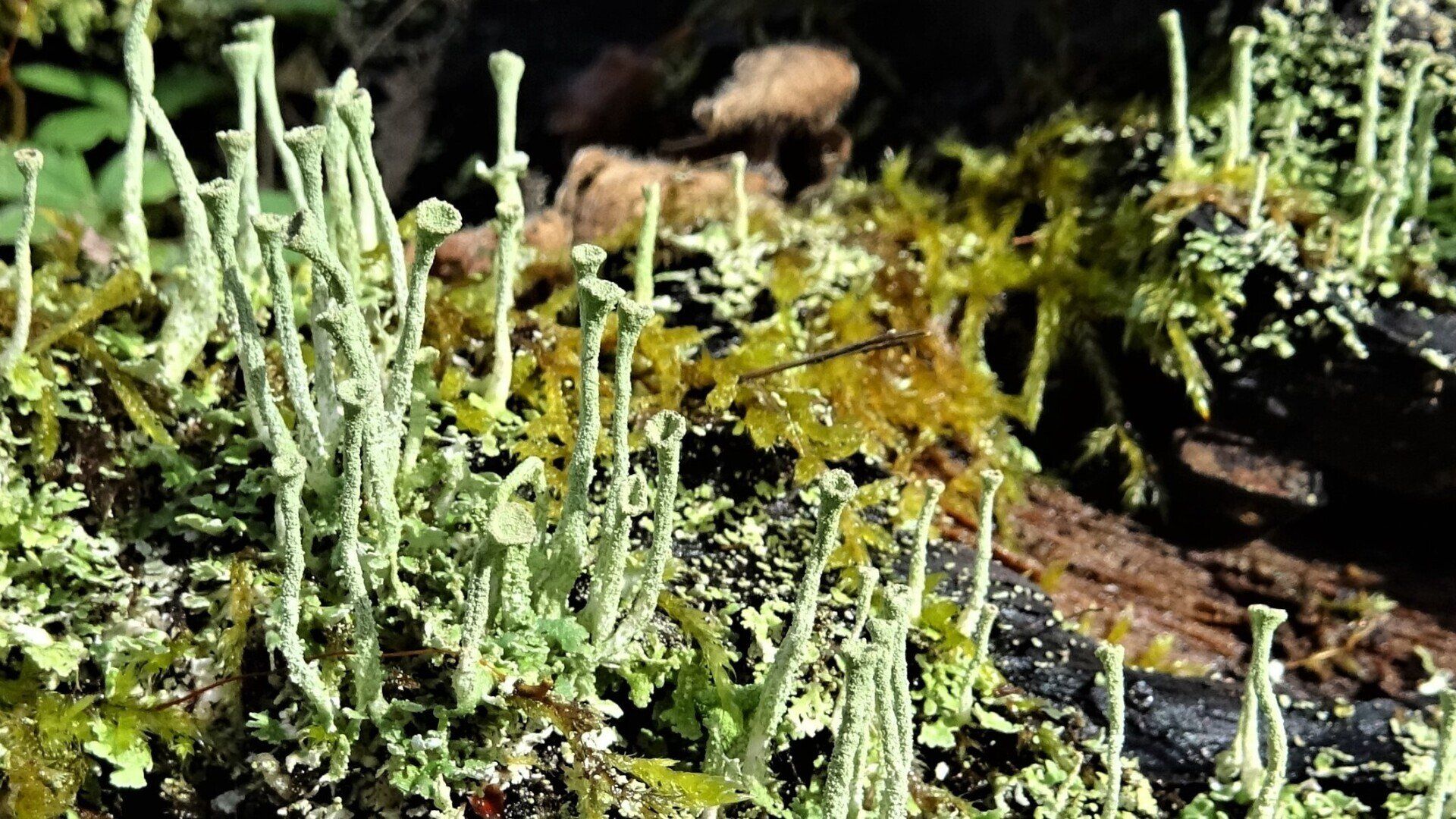 Cup Lichen
Cladonia fimbriata