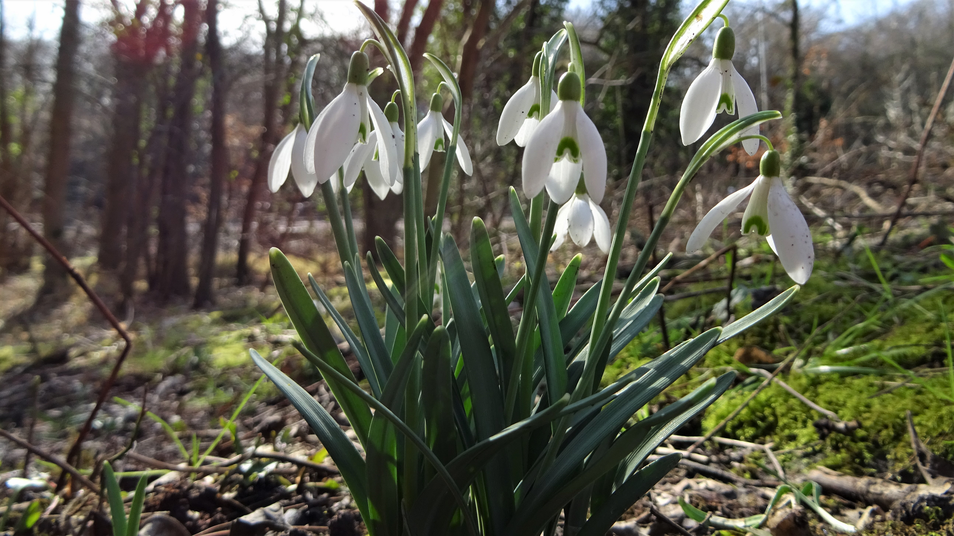 Snowdrops
Galanthus nivalis