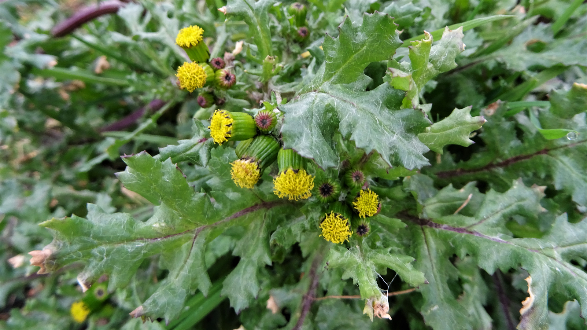Common Groundsel
Senecio vulgaris