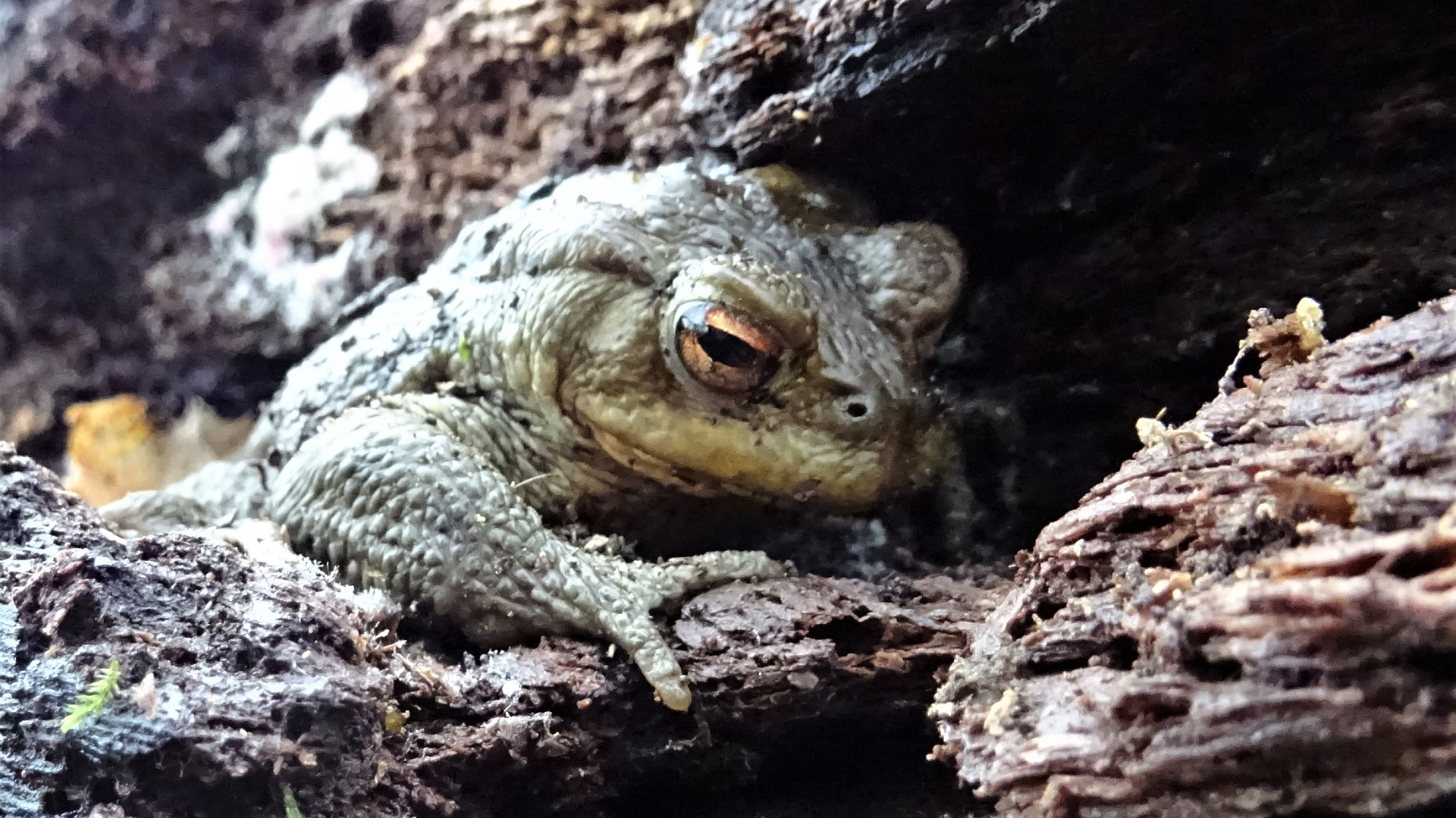 Common Toad
Bufo bufo