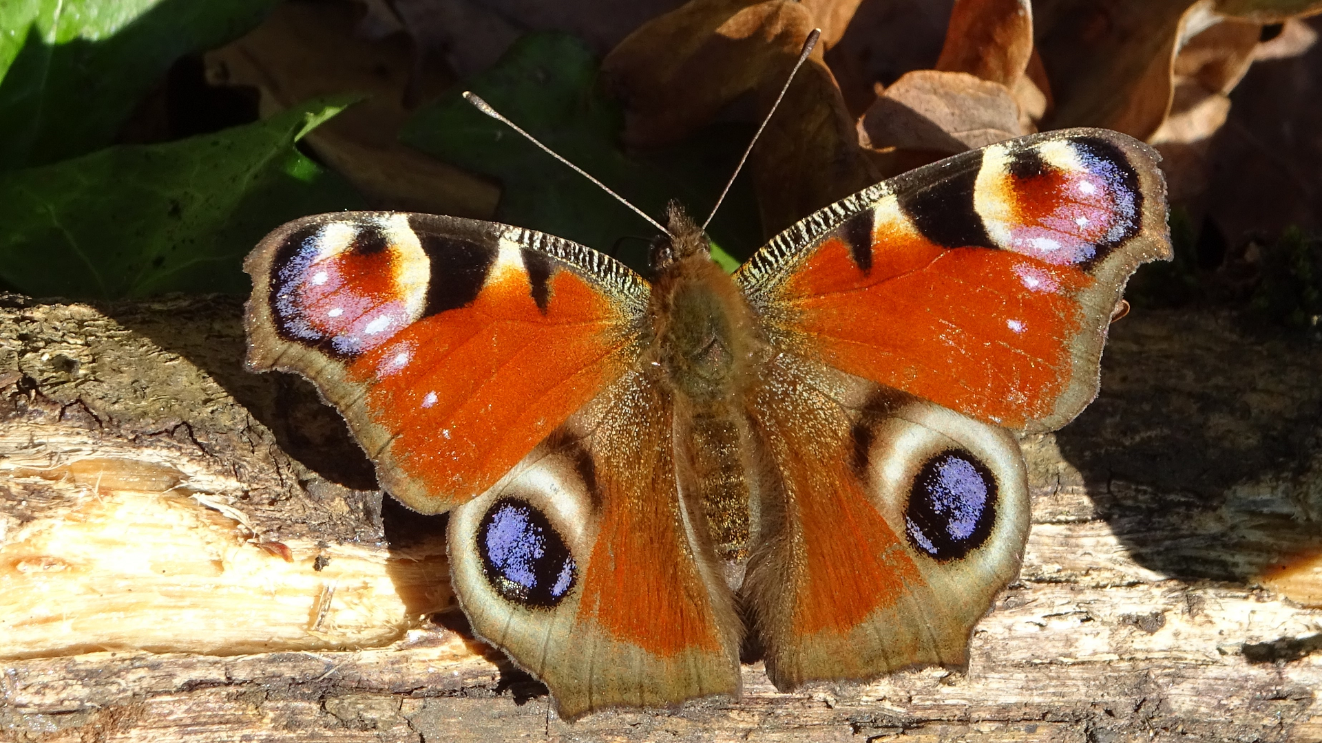 Peacock Aglais io