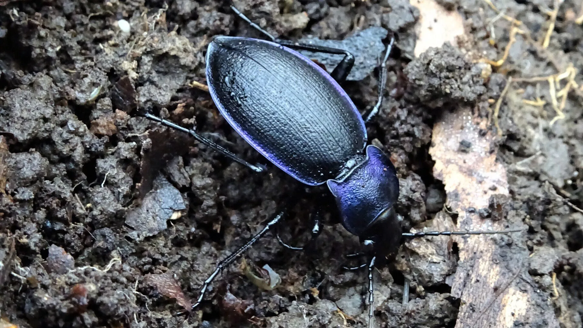 GROUND BEETLE