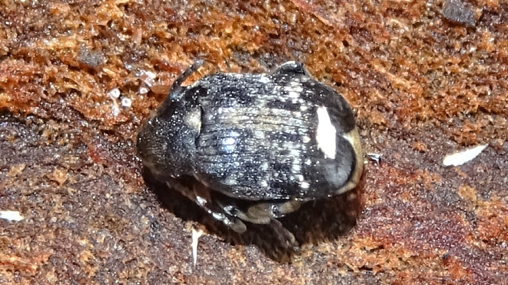 Bruchid Weevil
Bruchus