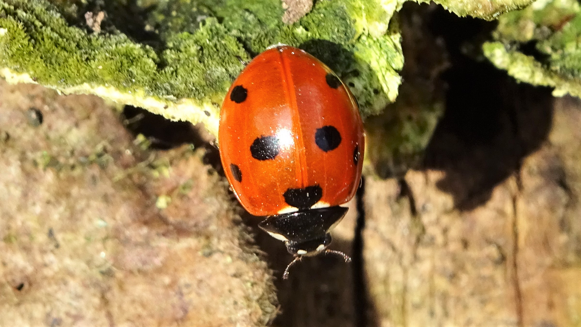 Seven-spot Ladybird