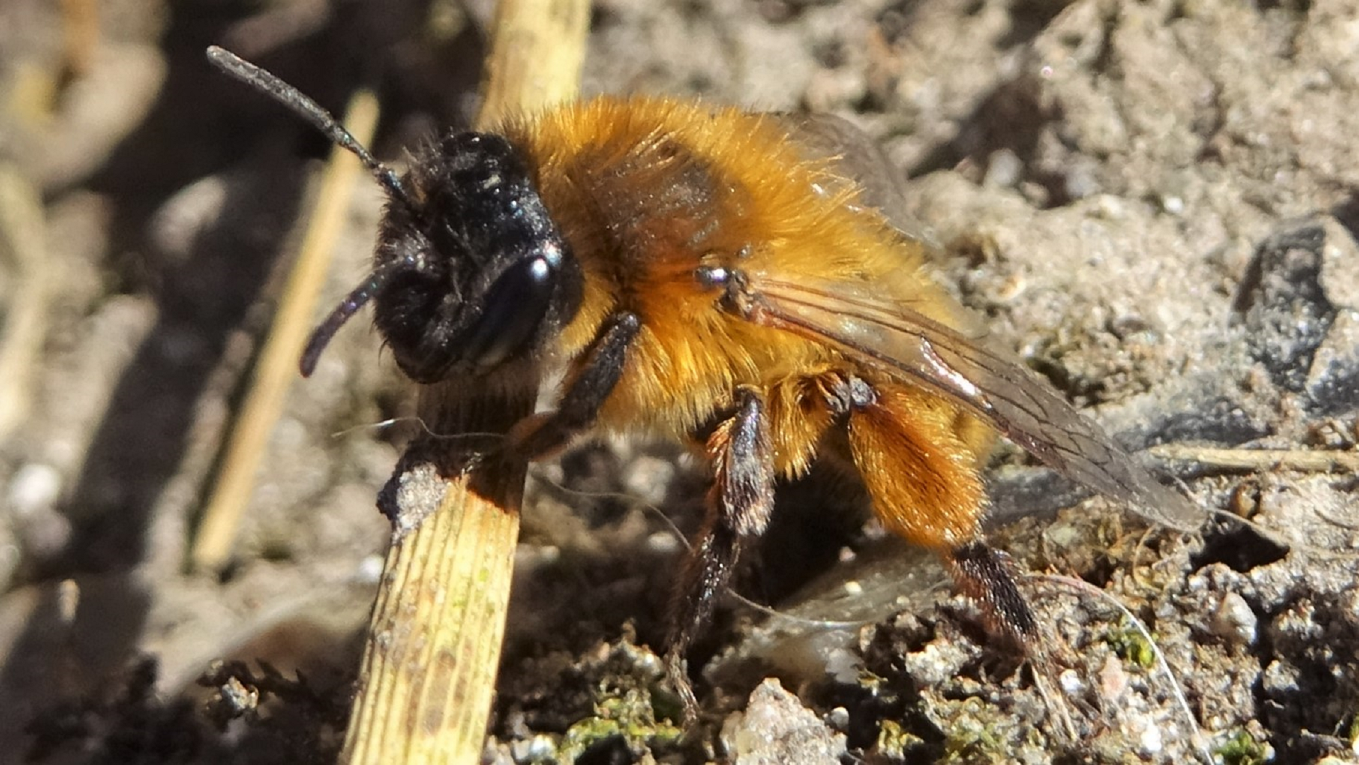 Leafcutter Bee 