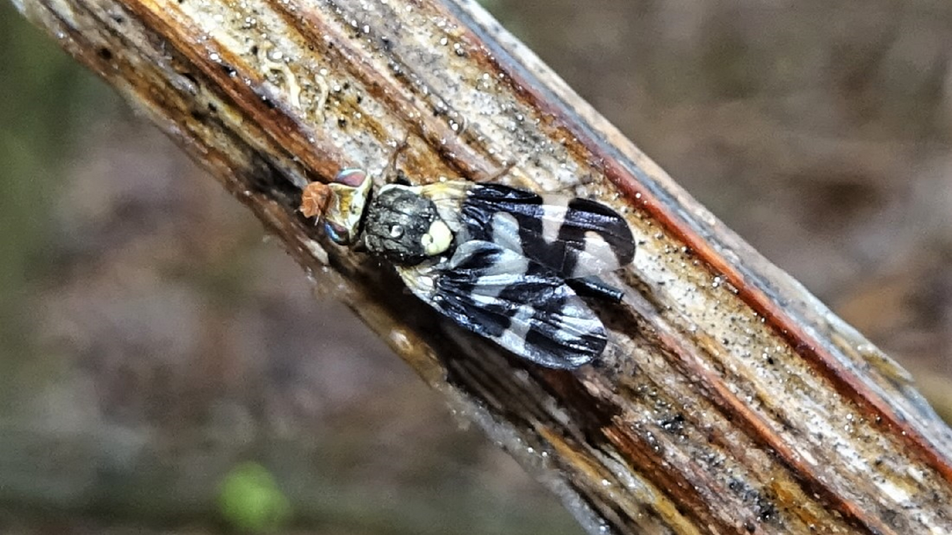 Thistle Gall Fly
Urophora cardui