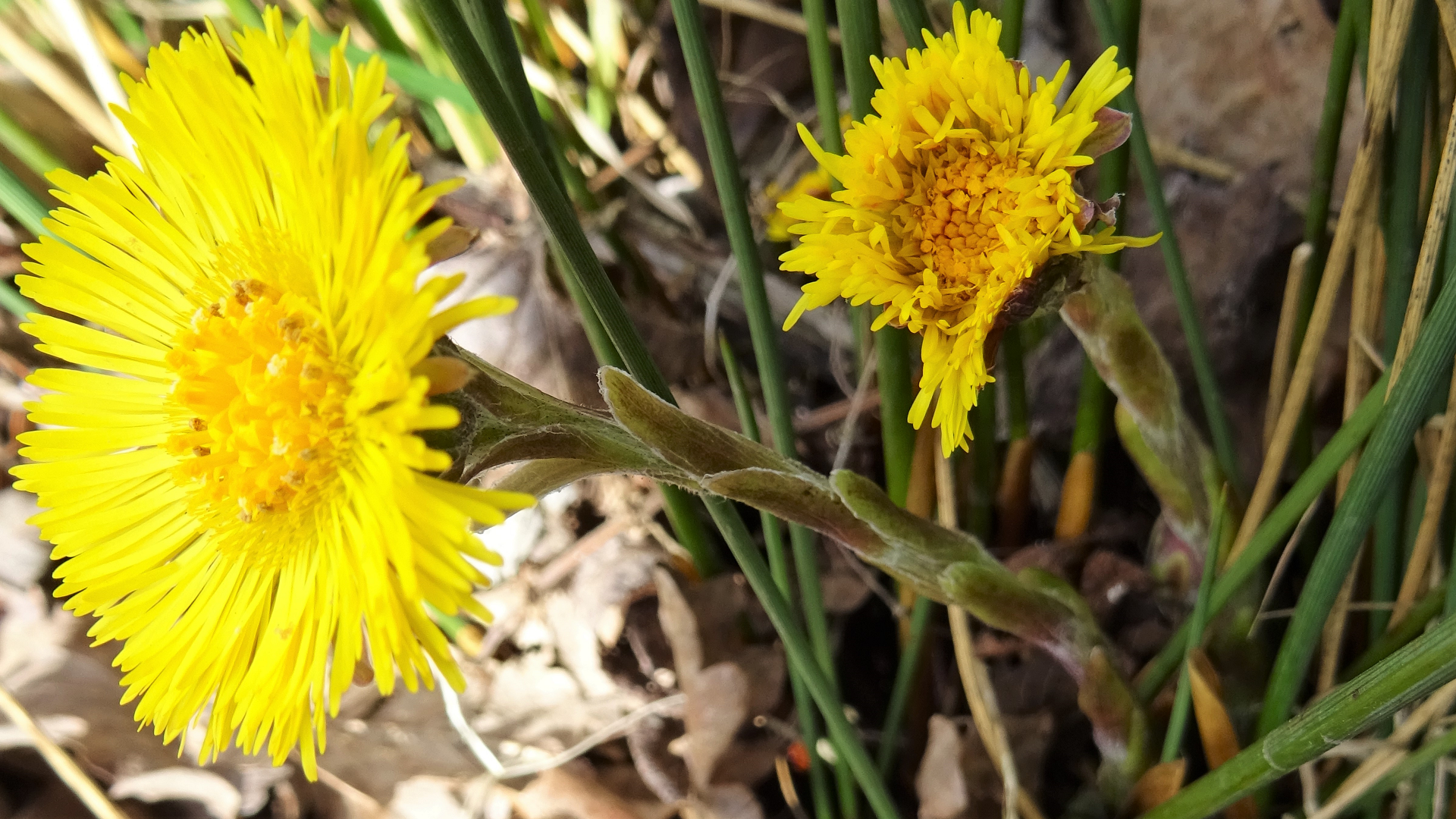 Coltsfoot
Tussilago farfara