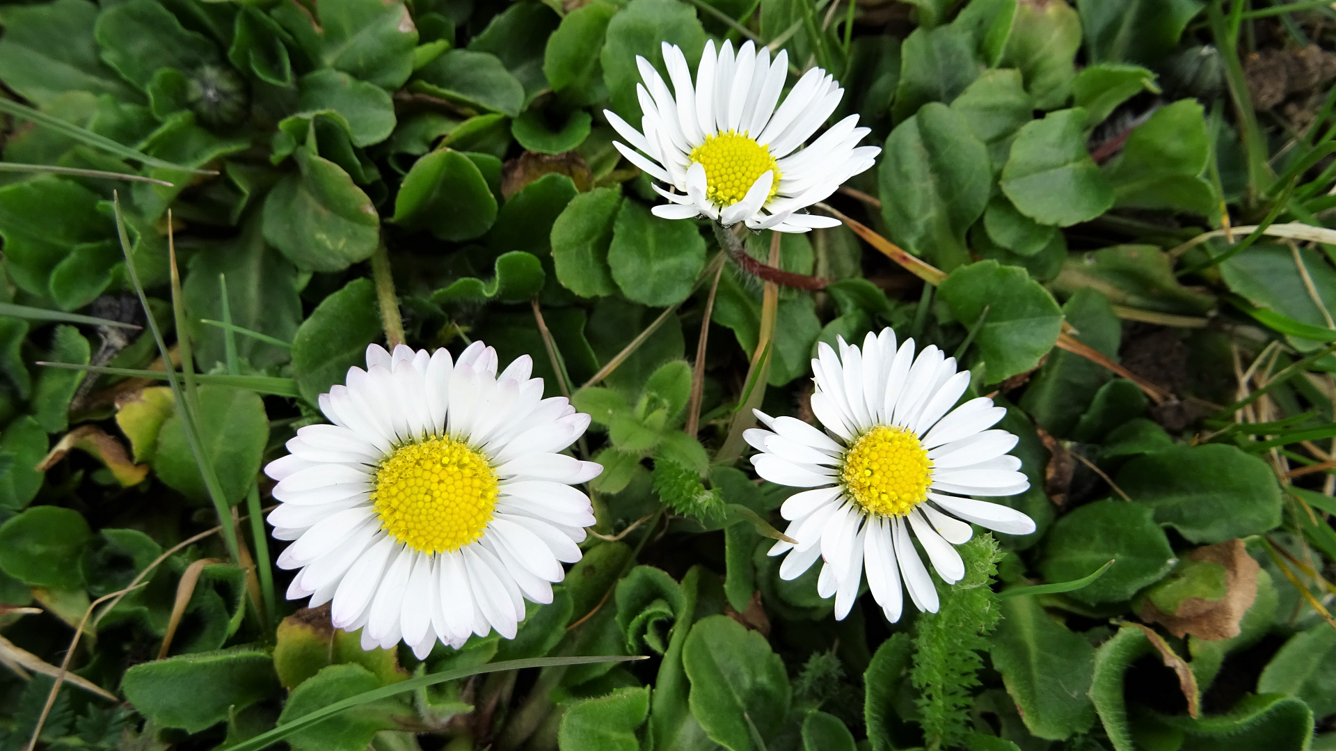 Daisy
Bellis perennis