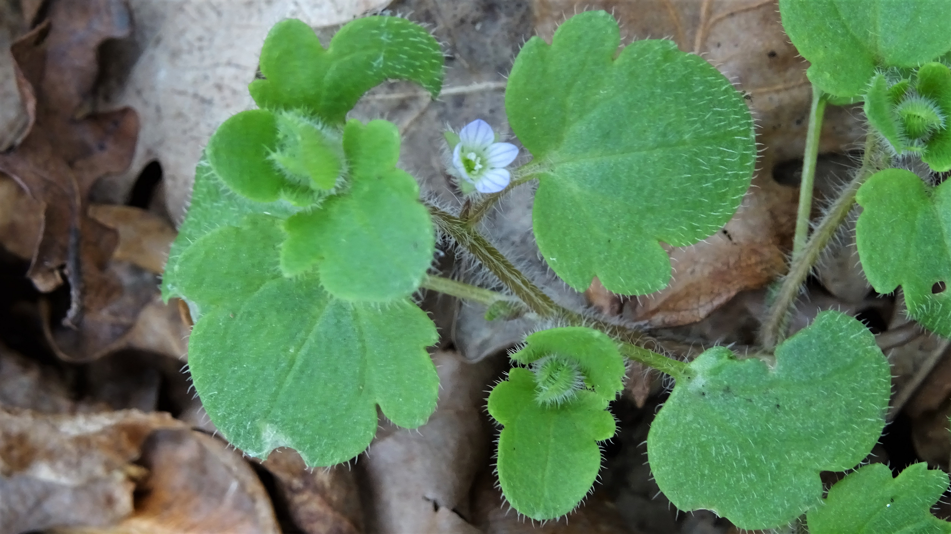 Ivy-leaved Speedwell
Veronica hederifolia