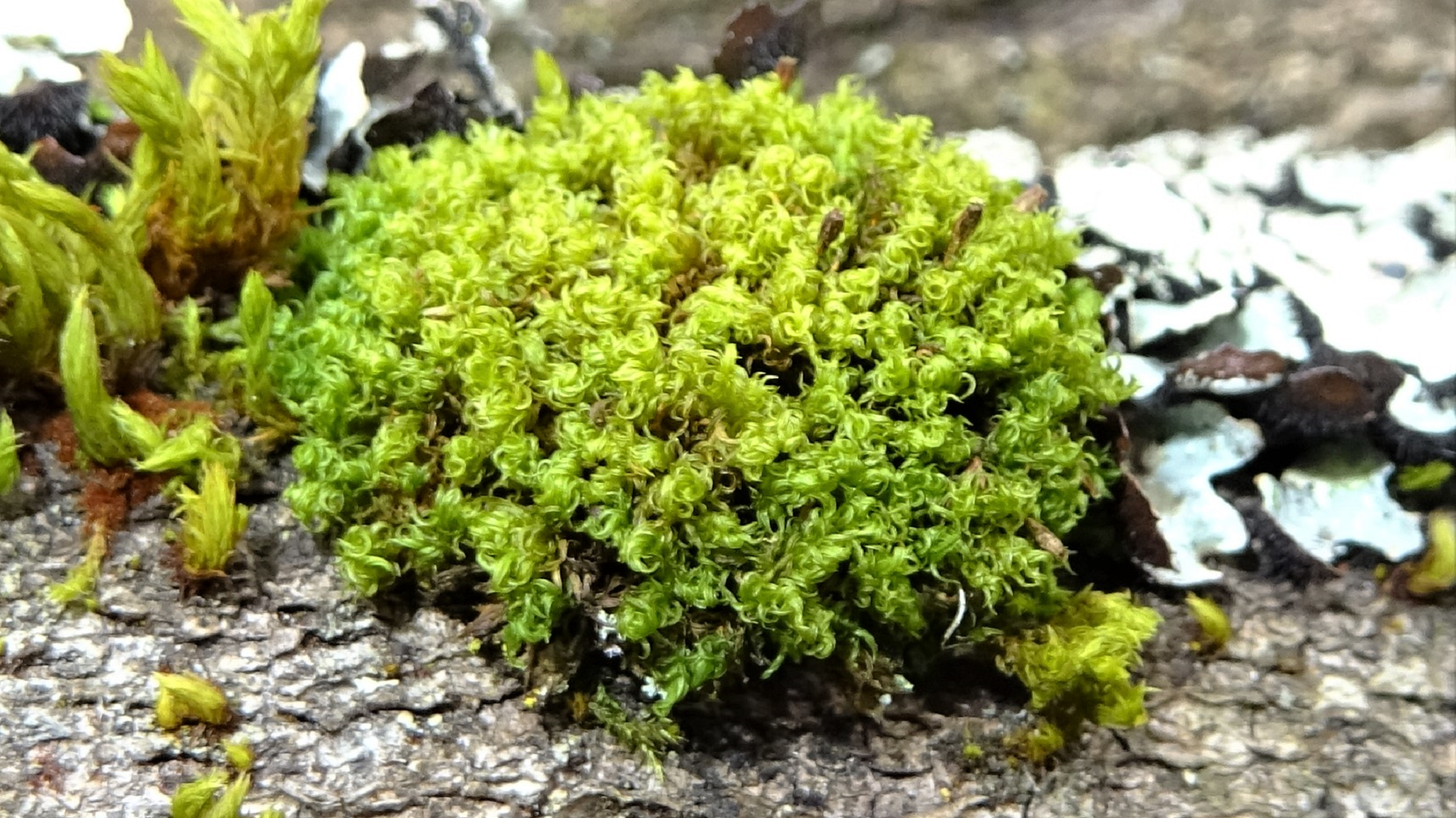 moss