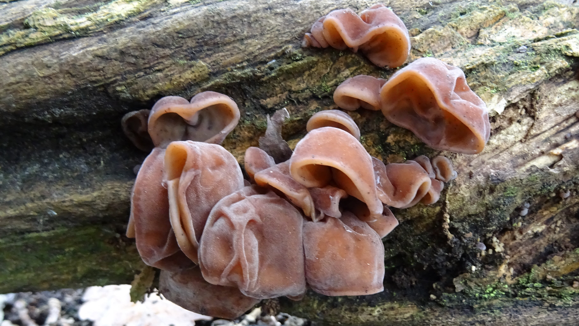 Jelly Ear