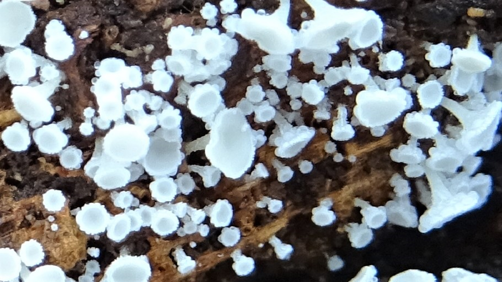 Short-haired fringed disc
Lachnum brevipilosum