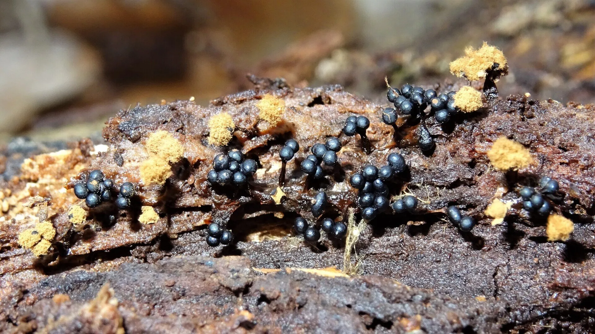 Metatrichia floriformis