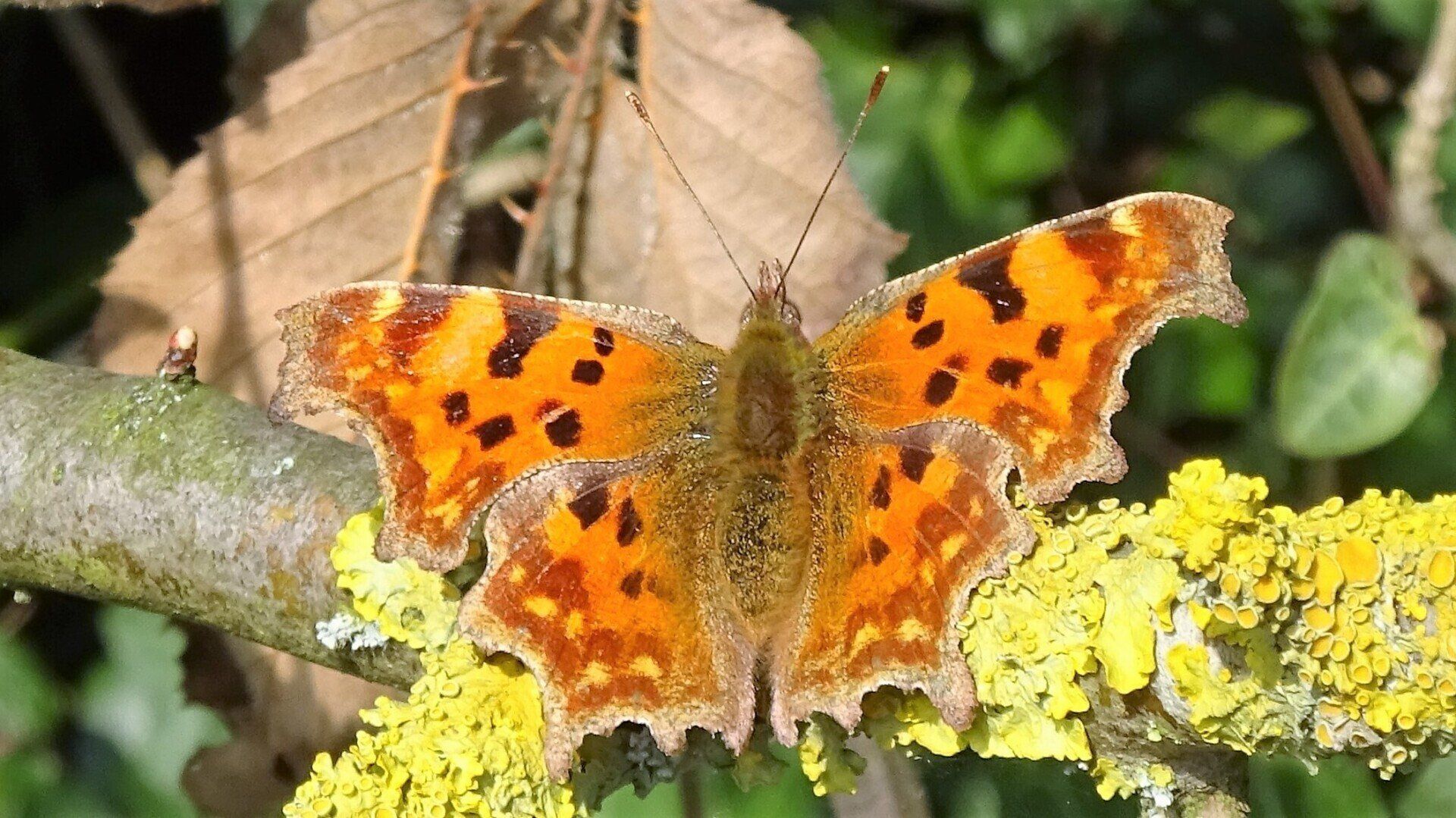 Comma