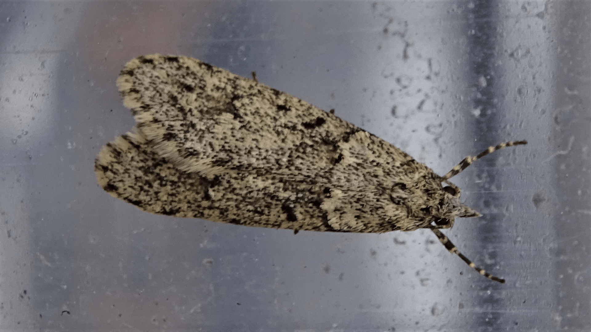 March Tubic
Diurnea fagella