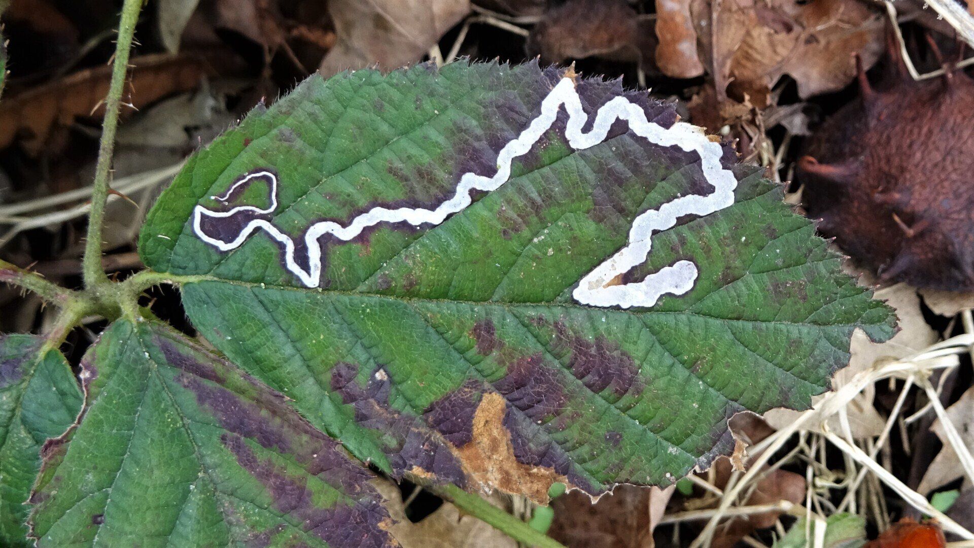 Serpentine Leafmine
Stigmella aurella