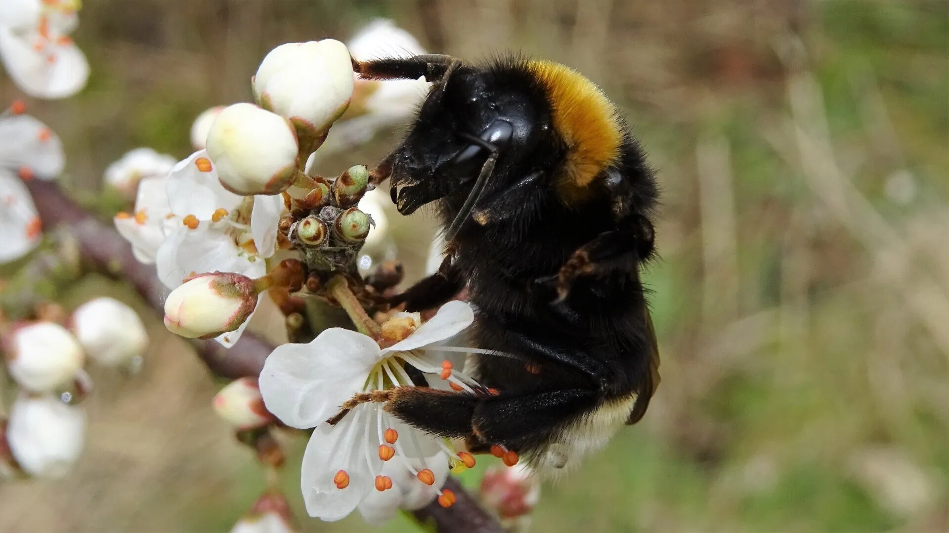 Leafcutter Bee 