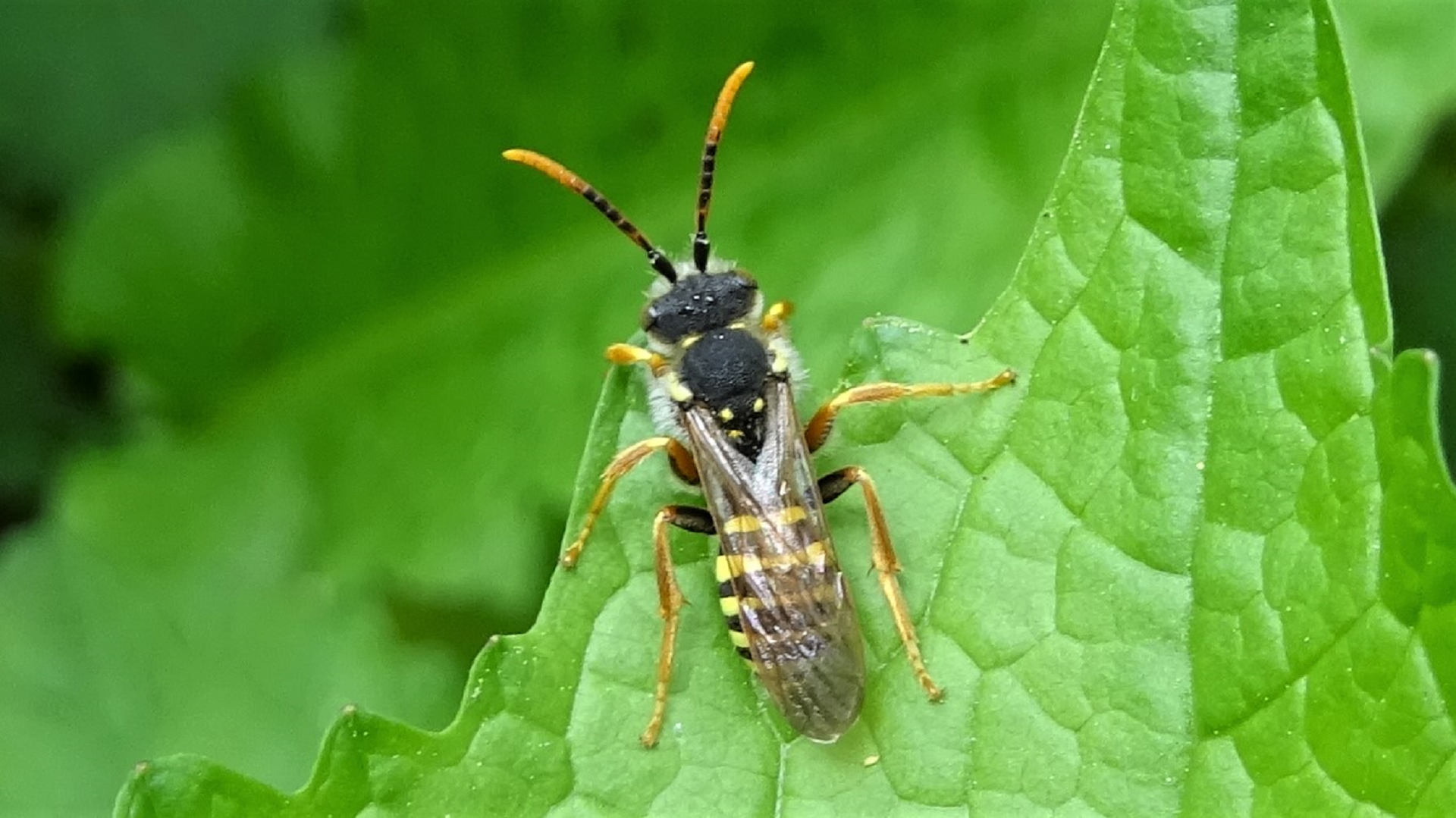 Leafcutter Bee 