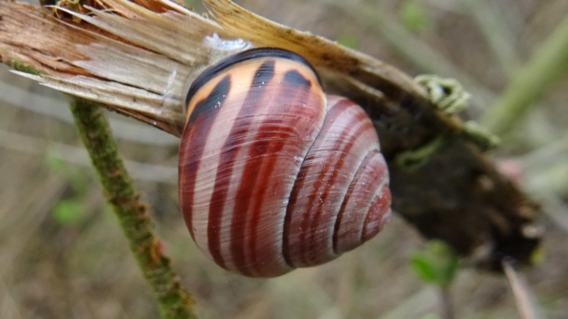 Brown-lipped Snail