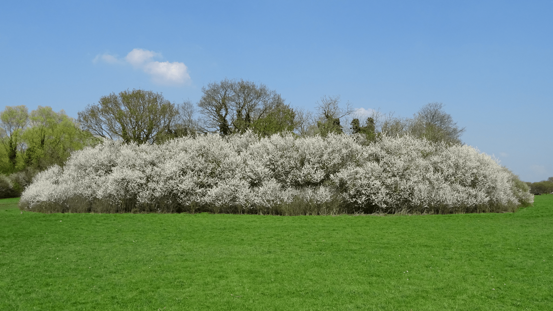 Blackthorn