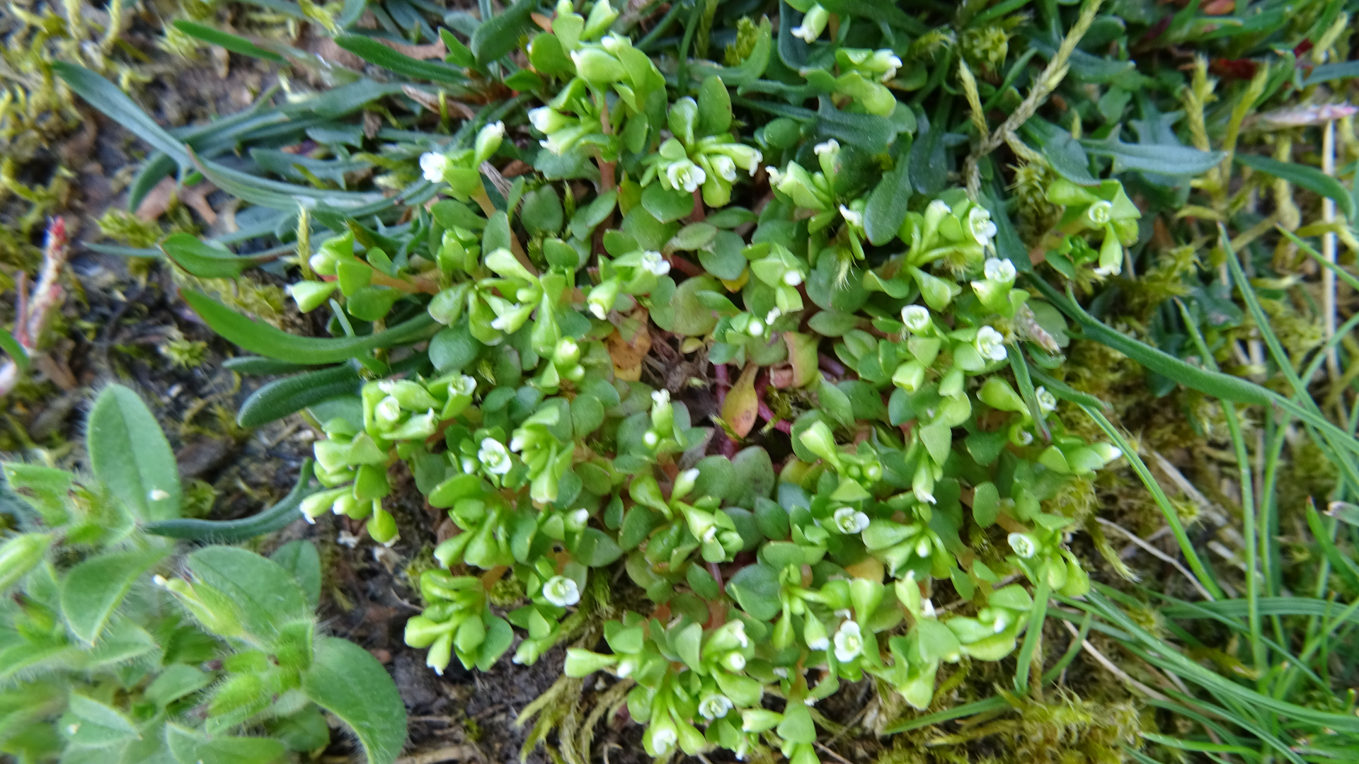 Blinks
Montia fontana