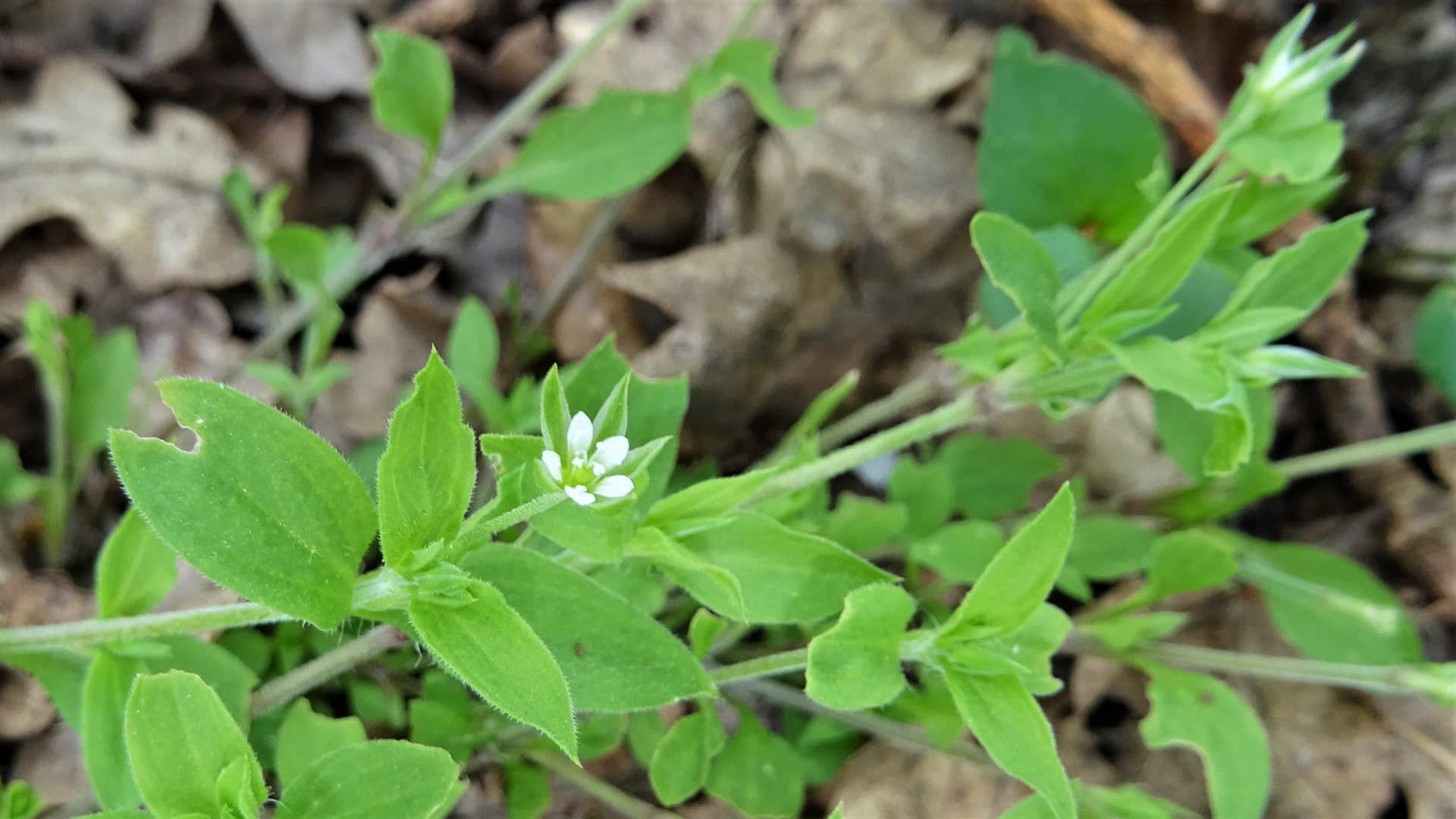 Three-nerved Sandwort