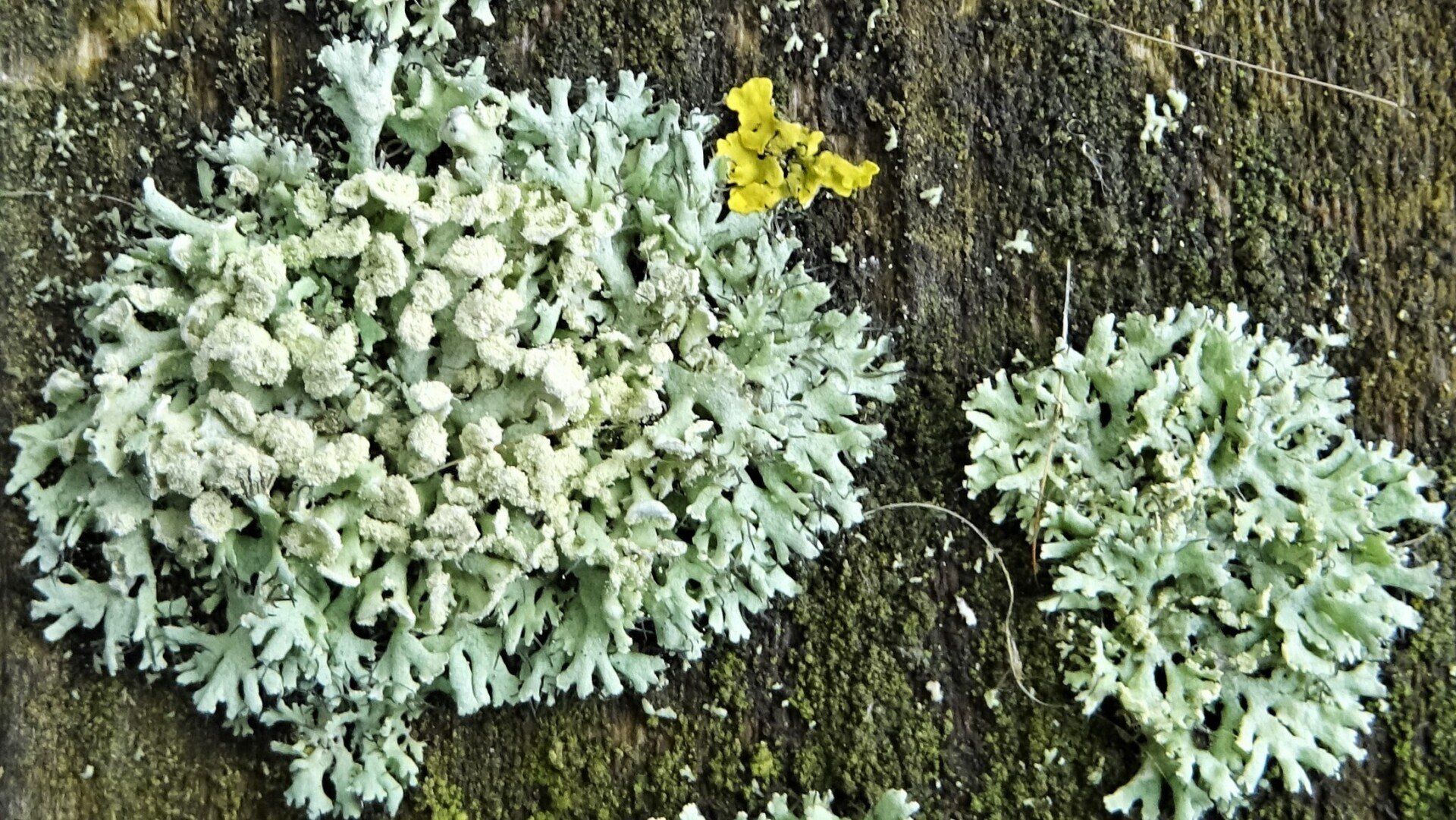 Foliose Lichen
Physcia tenella