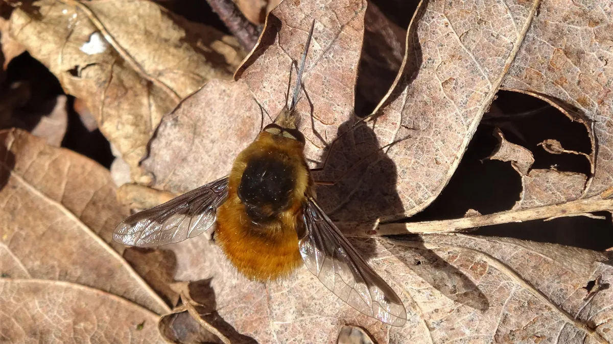 Bombylius major