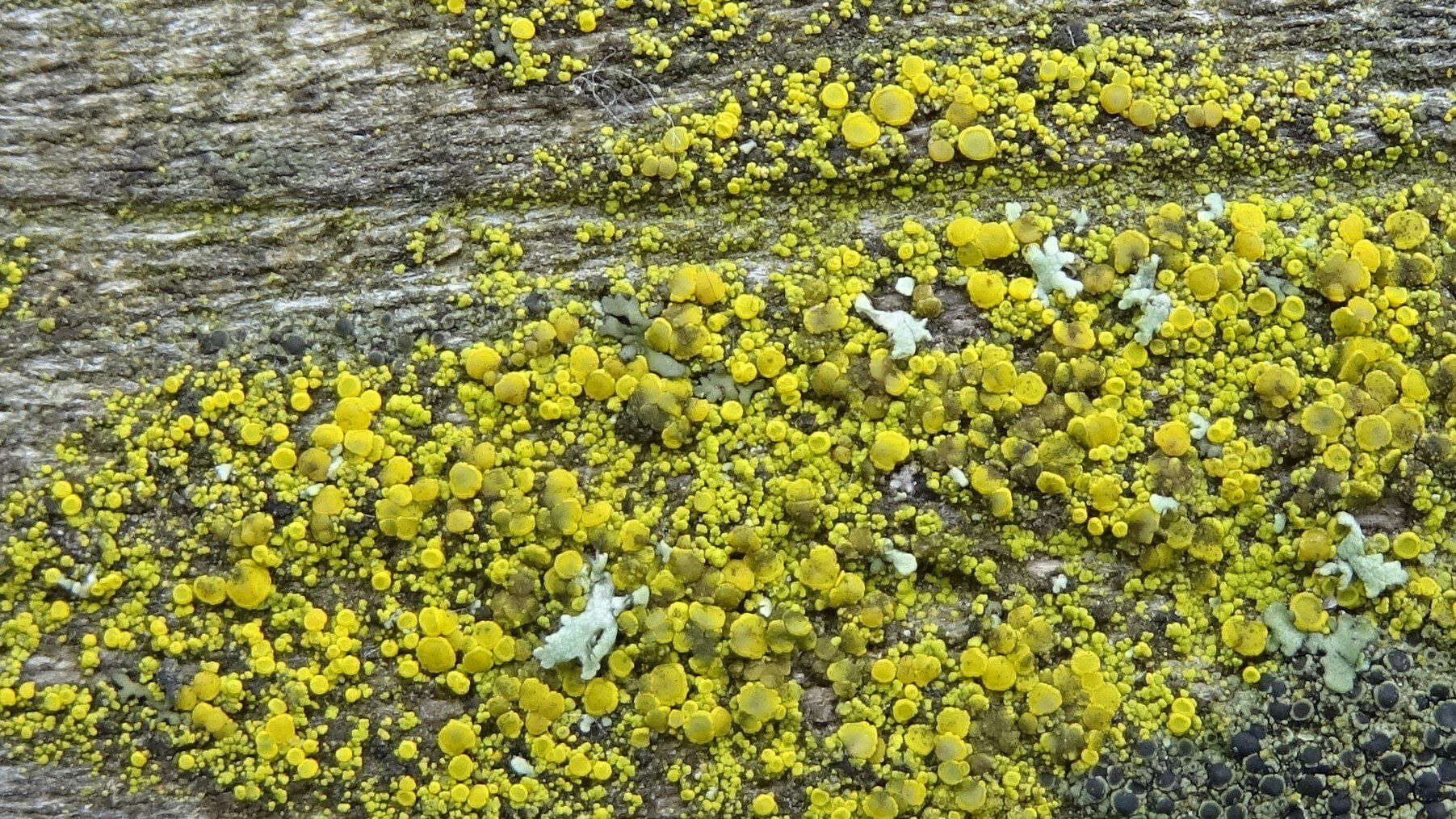 Crustose Lichen
Candelariella aurella
