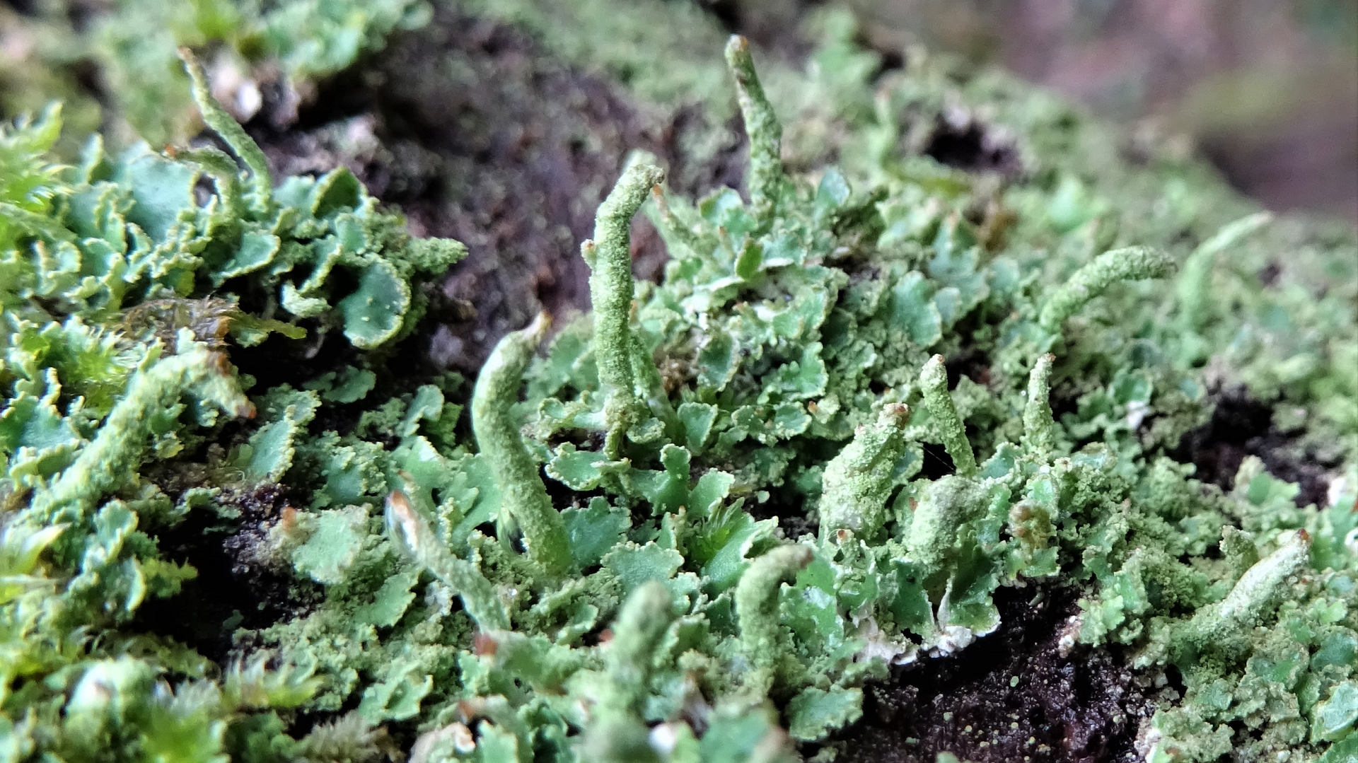 Cladonia Lichen
Cladonia coniocraea