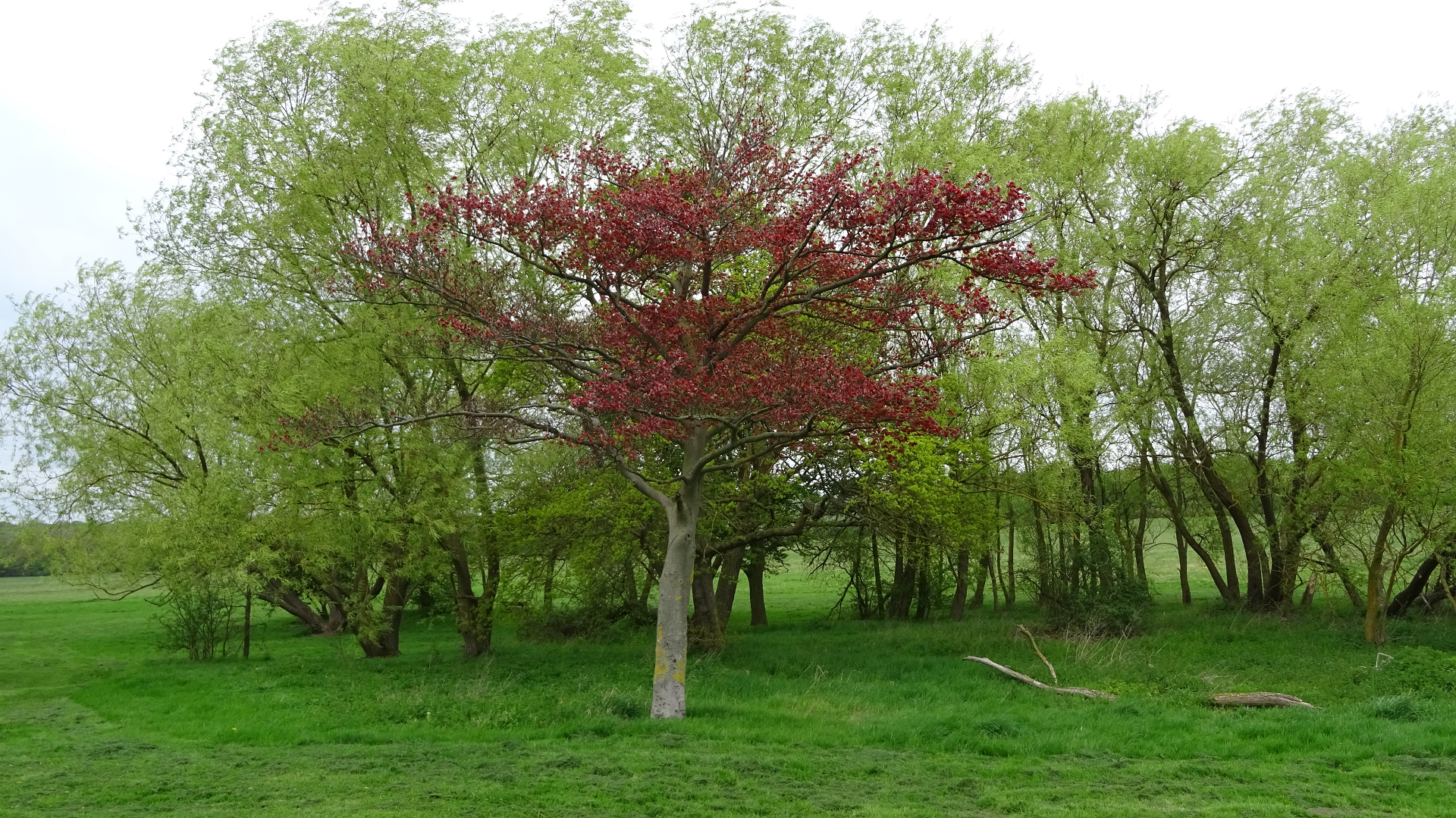 Copper Beech
Fagus sylvatica