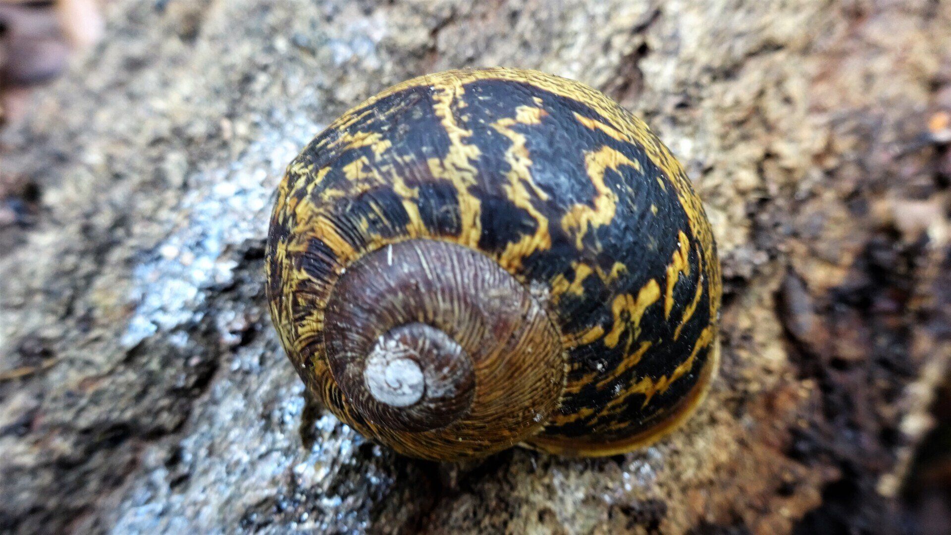 Common Garden Snail