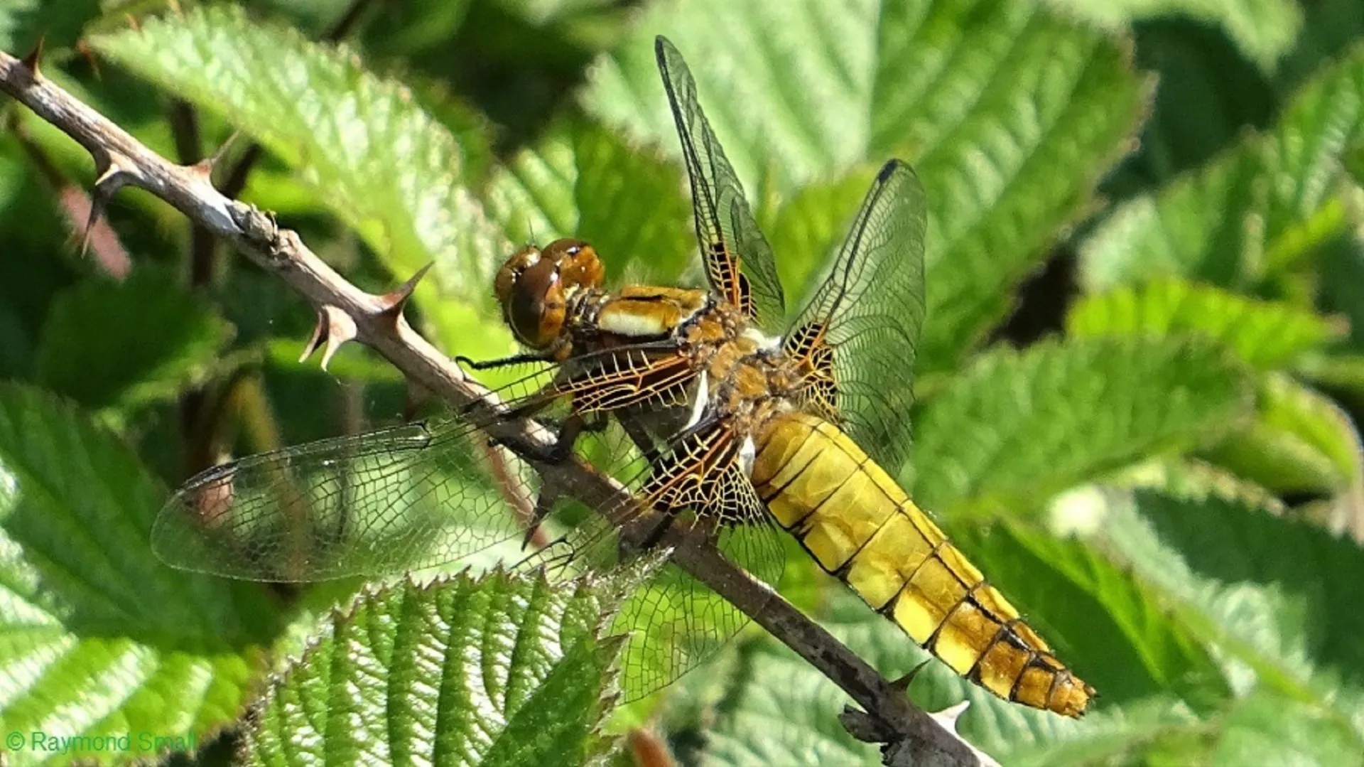 Broad-bodied Chaser