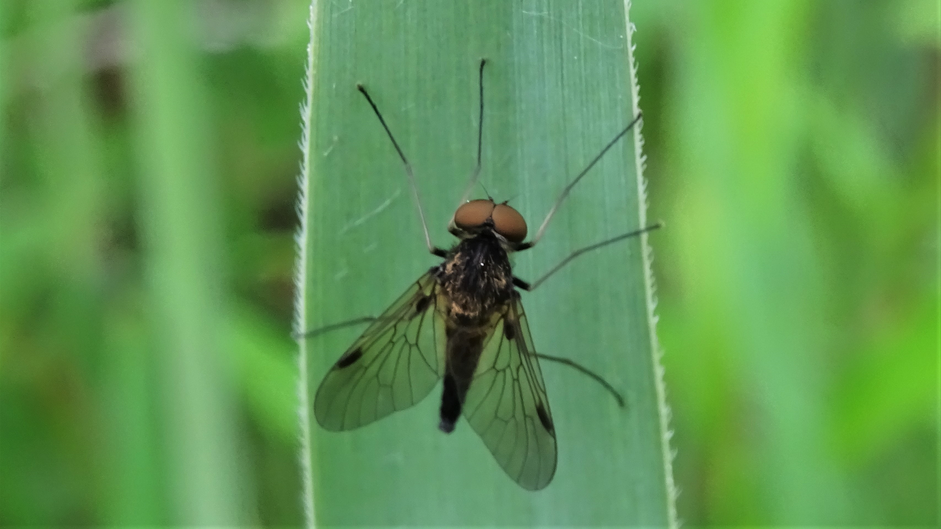 Locust Blowfly 