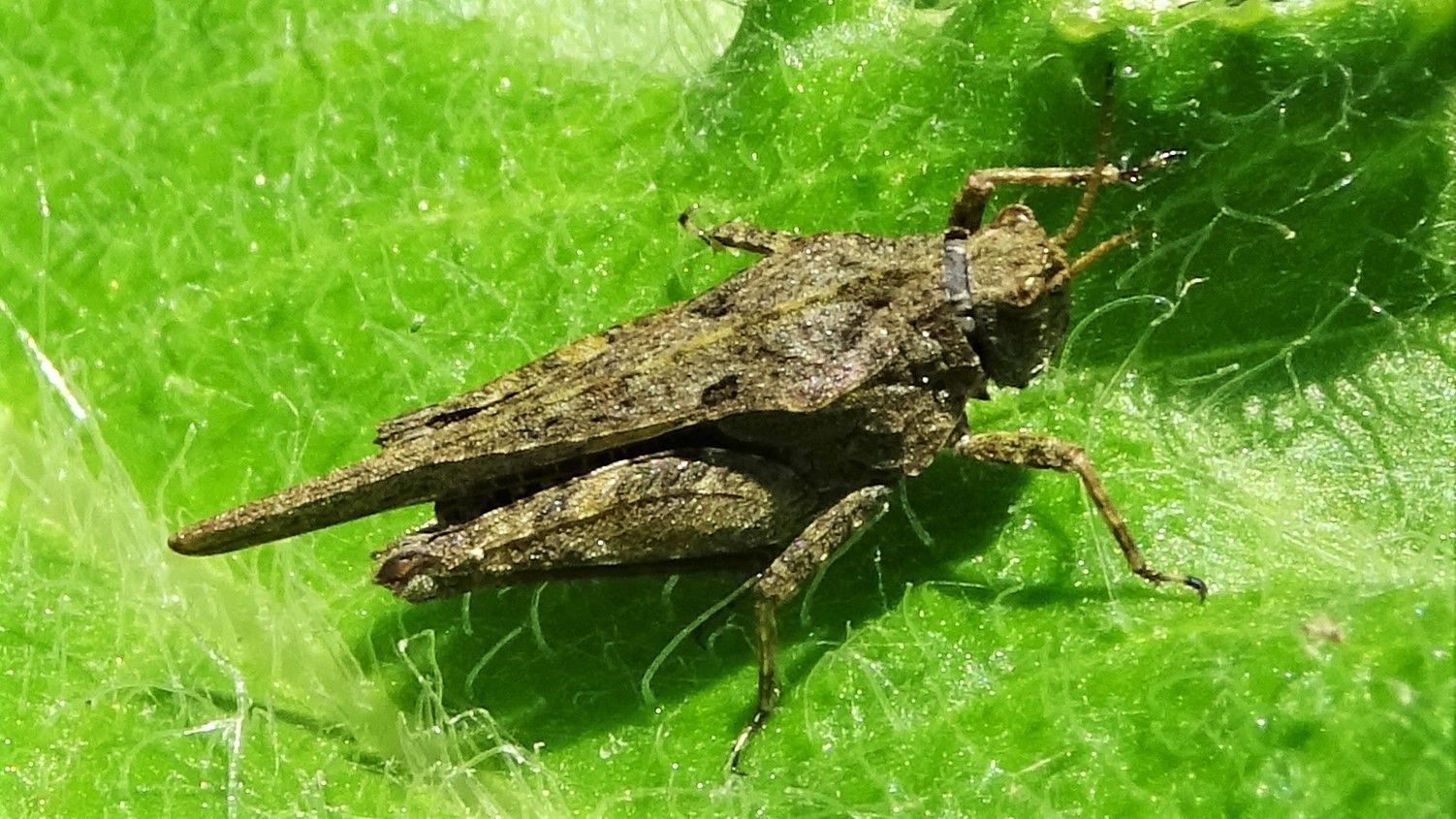 Southern Oak Bush-cricket 