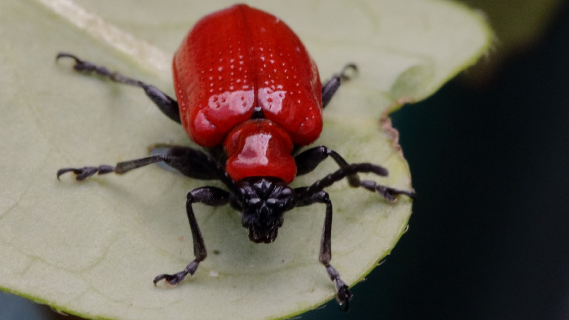 Lily Beetle
Lilioceris lilii