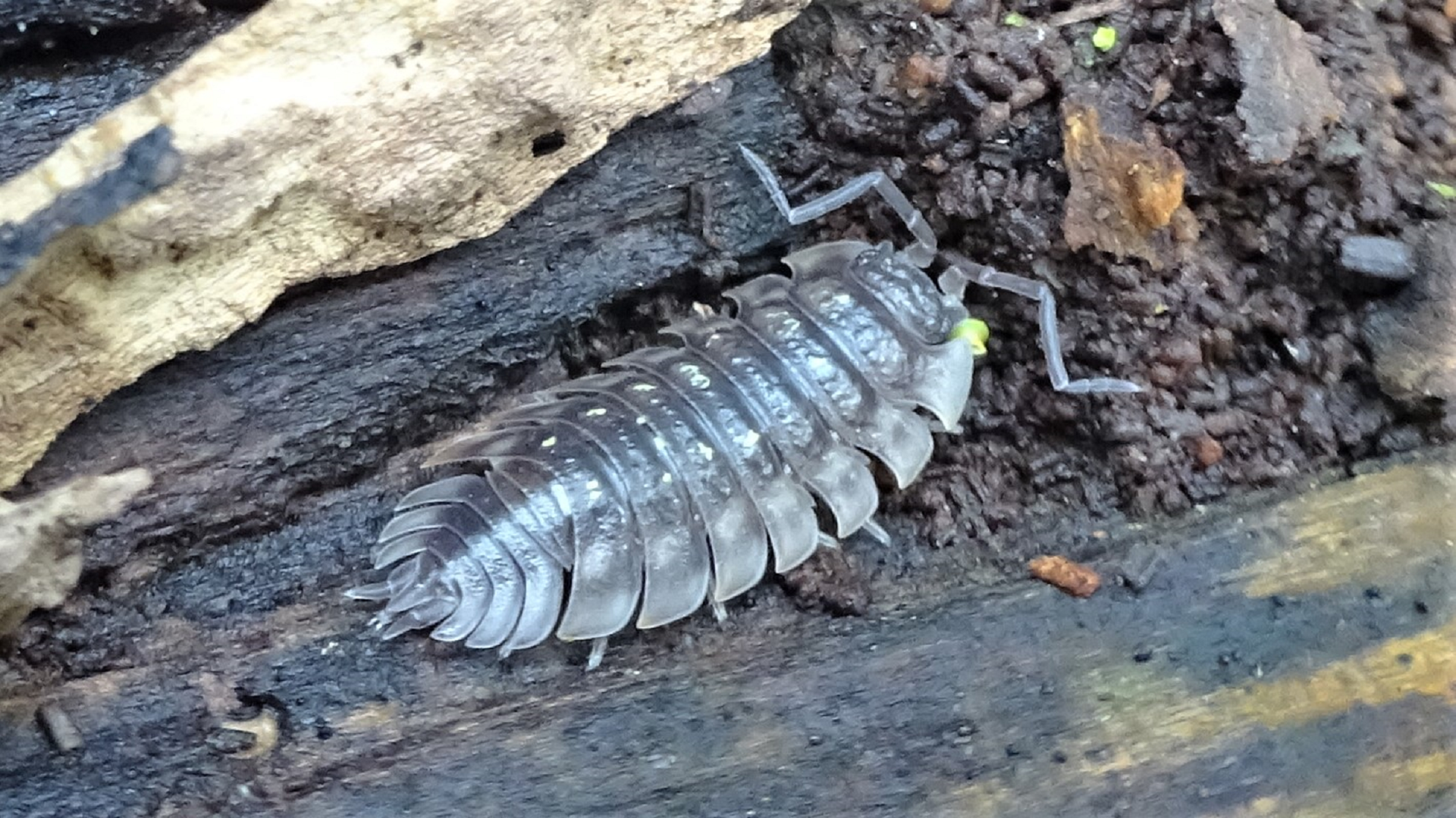 Common Shiny Woodlouse 