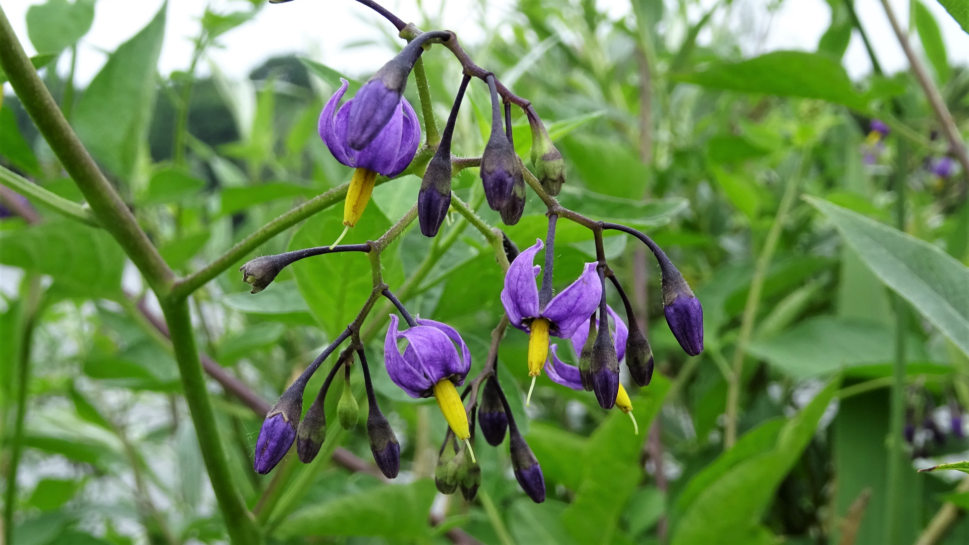 Bittersweet
Solanum dulcamara