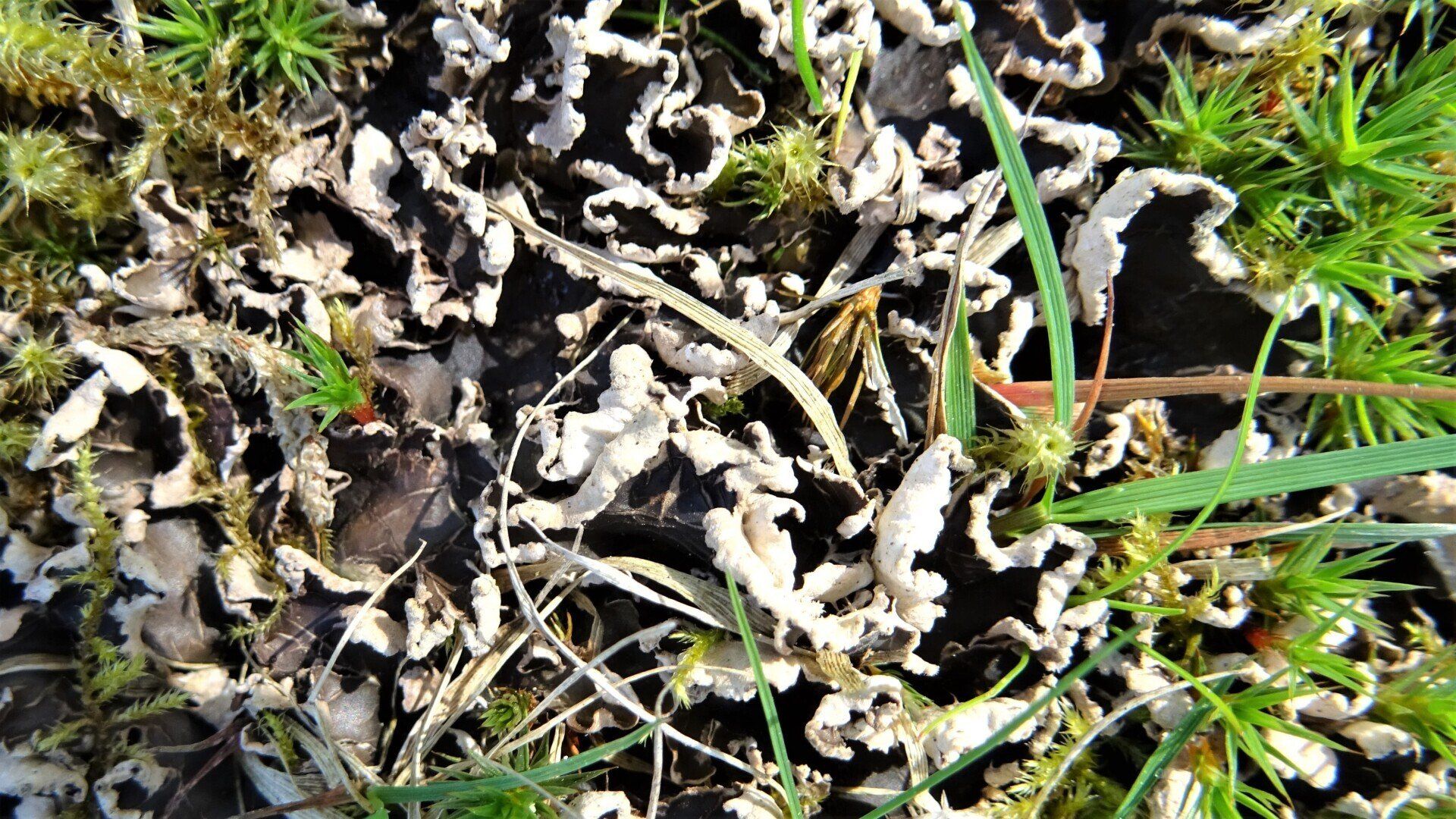 Dog Lichen
Peltigera