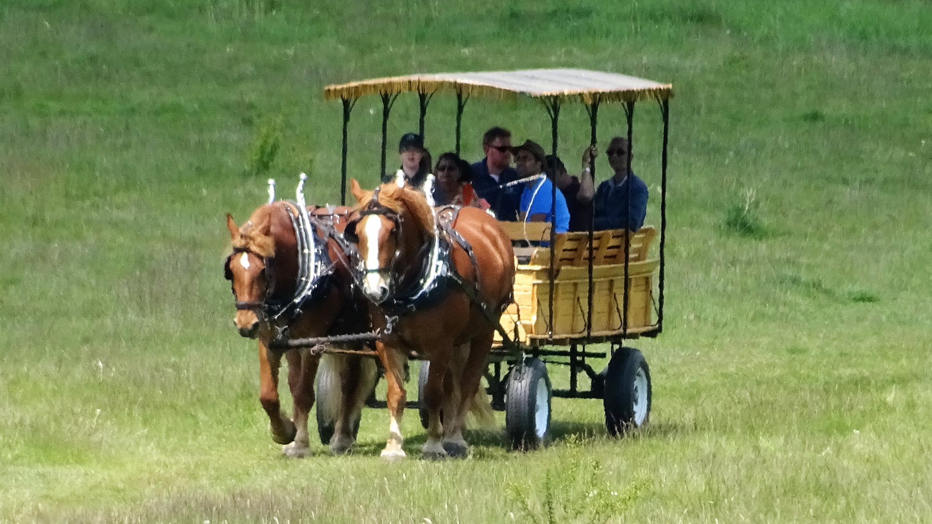 Foxburrow Farm
Suffolk Punch Horses