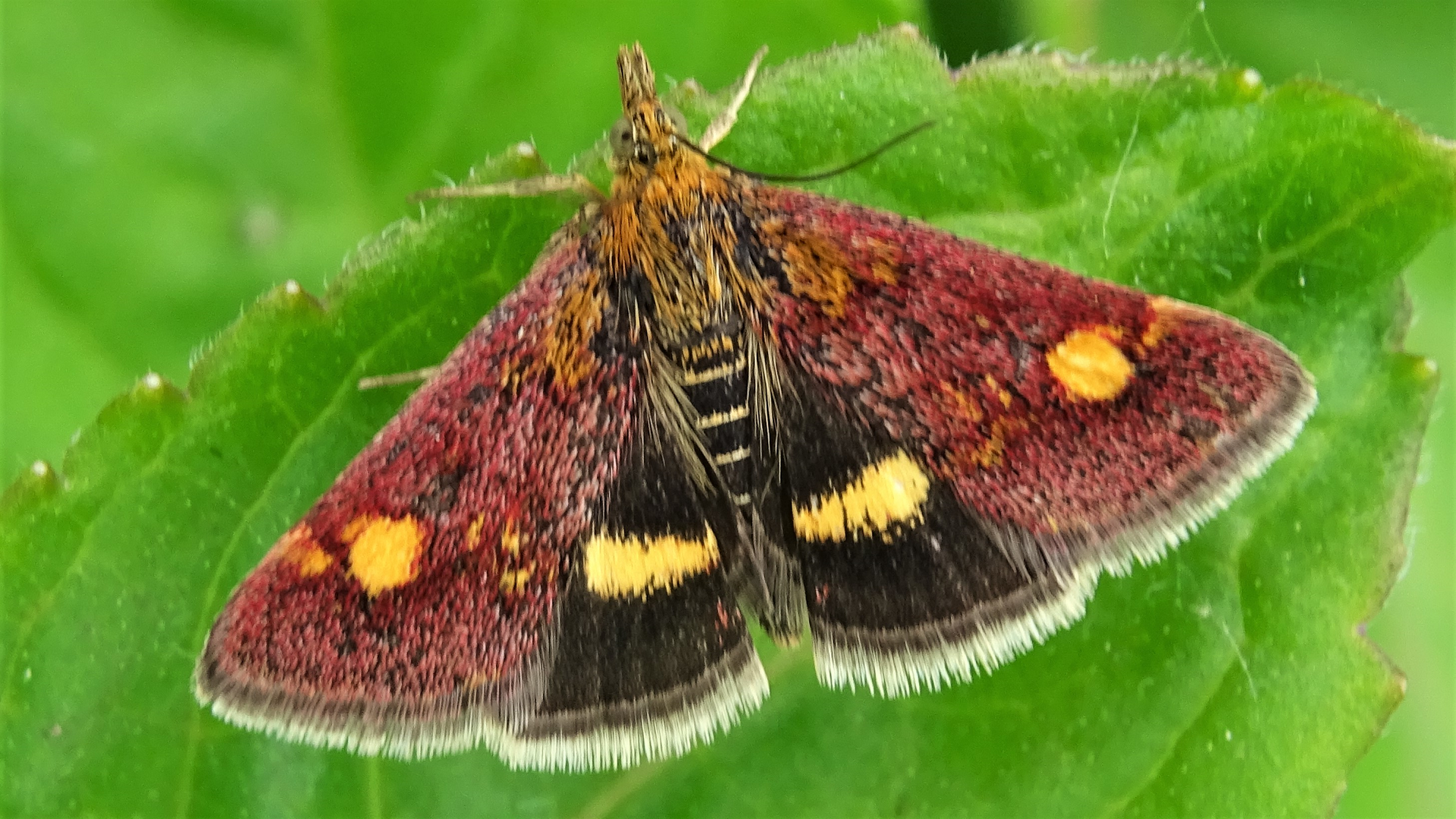 Mint Moth 