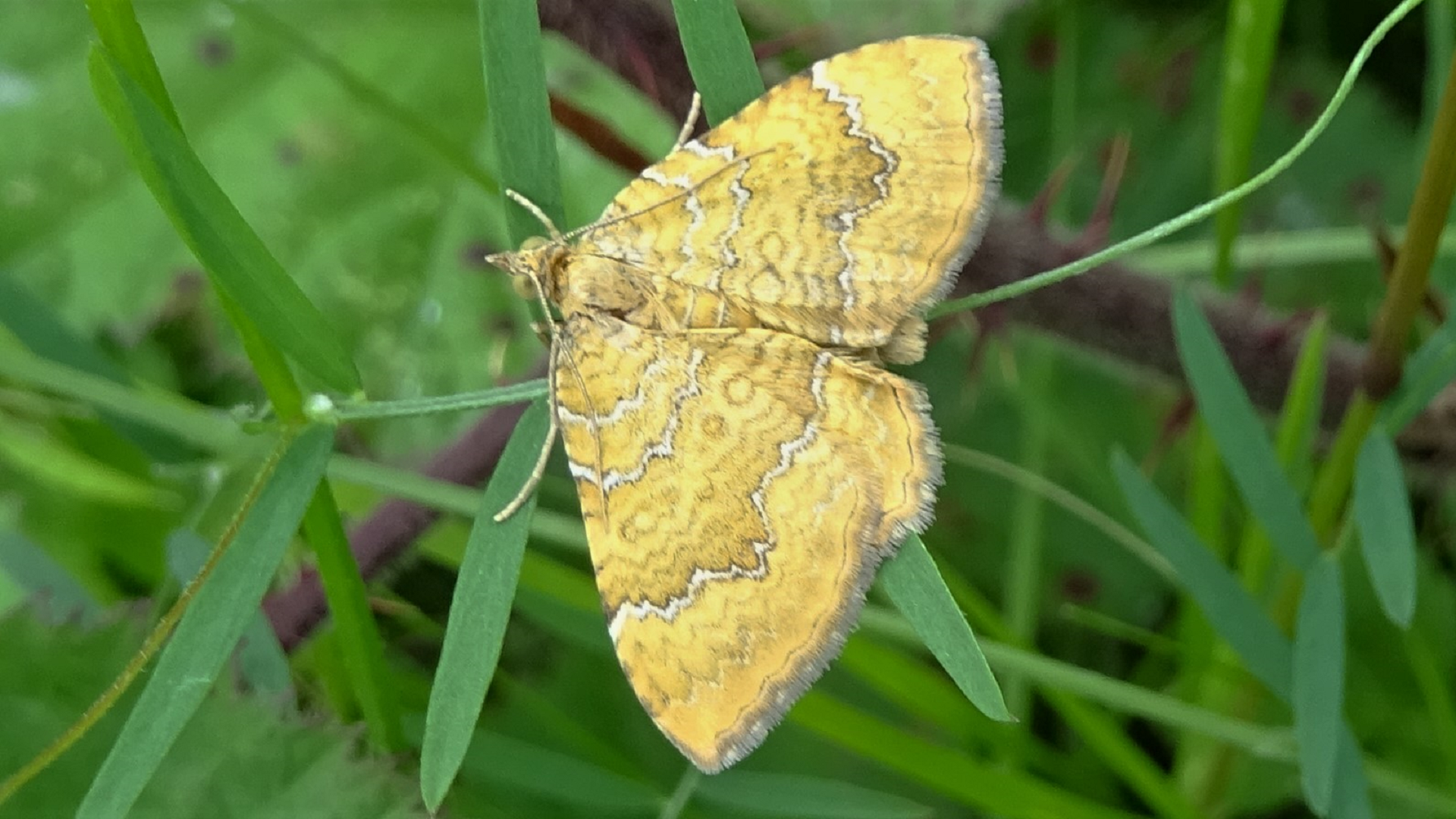 Yellow Shell