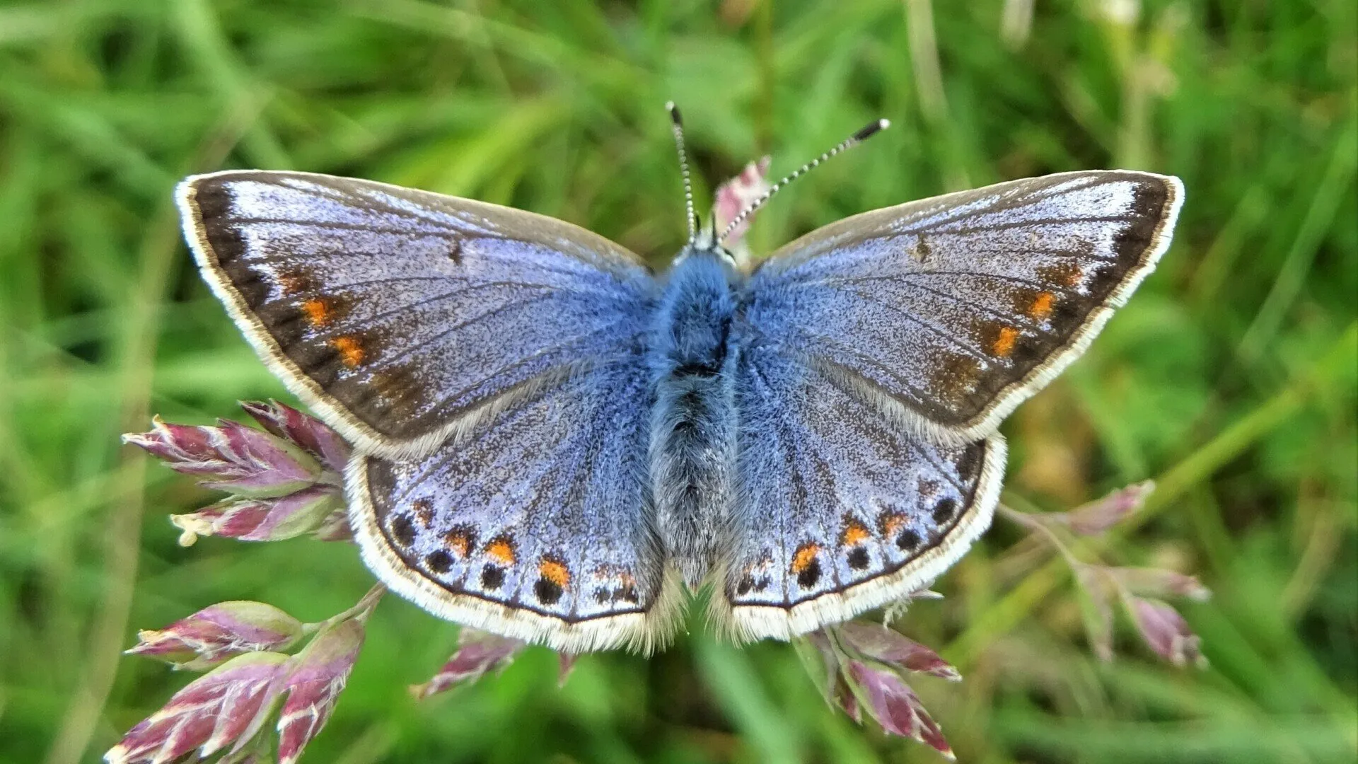 Common Blue  Polyommatus icarus