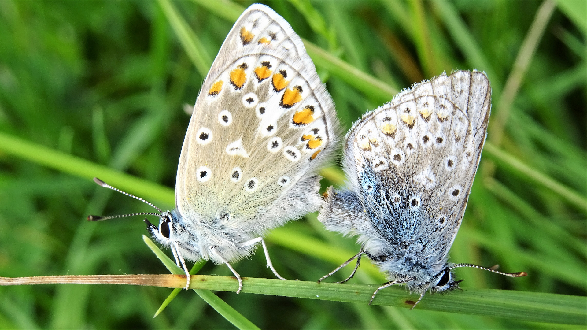 Common Blue  Polyommatus icarus