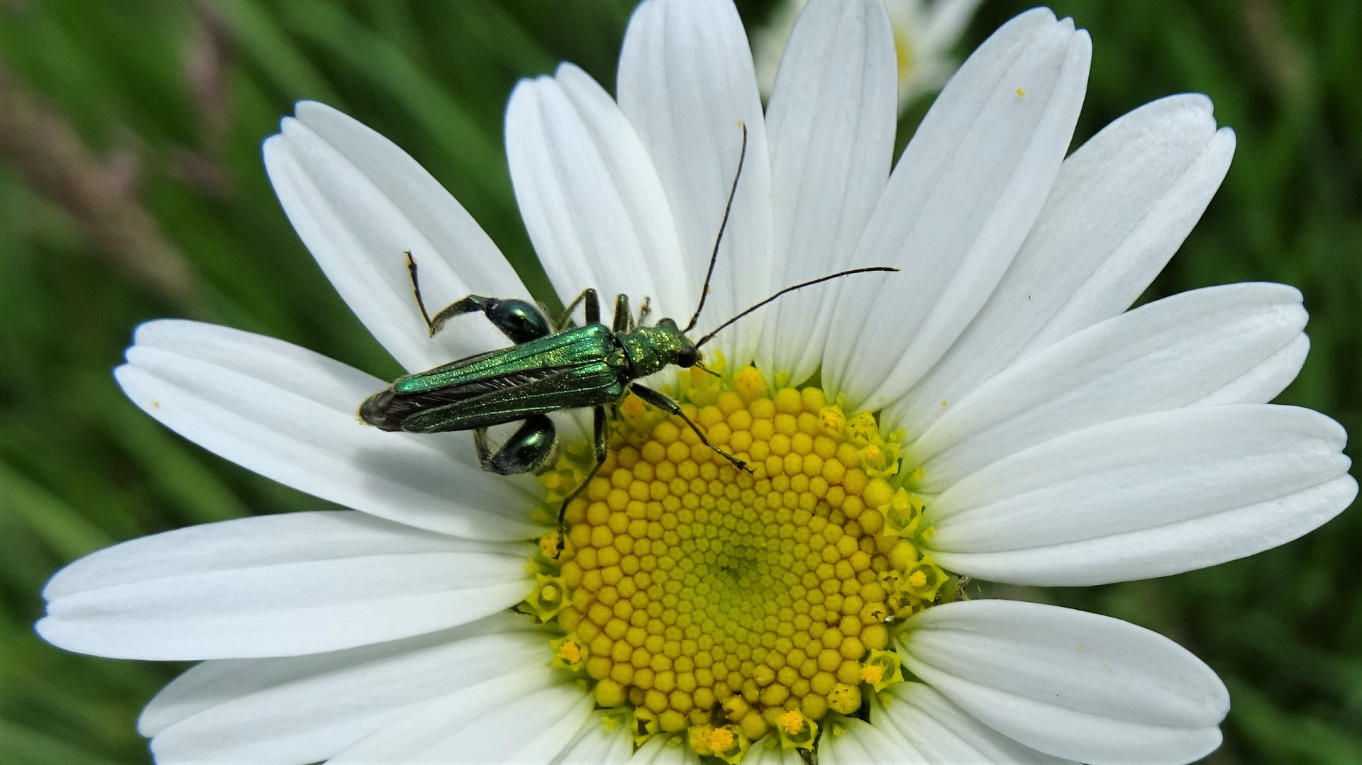 Fat-thighed Beetle
Oedemera nobilis