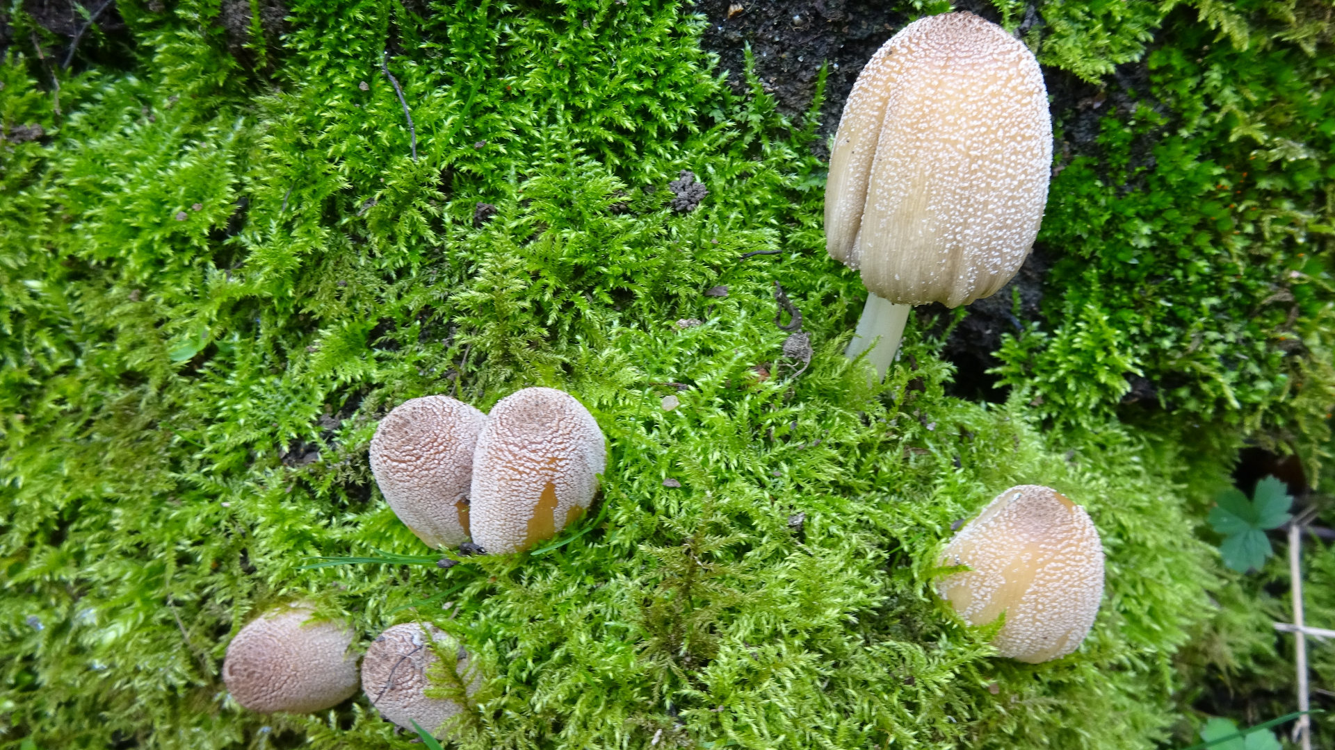 Glistening Inkcap
Coprinellus micaceus