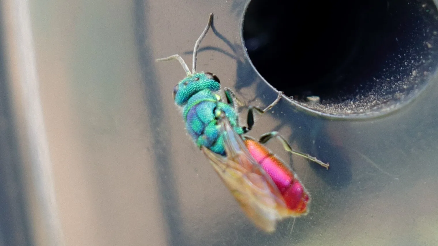 Jewel Wasp Chrysididae