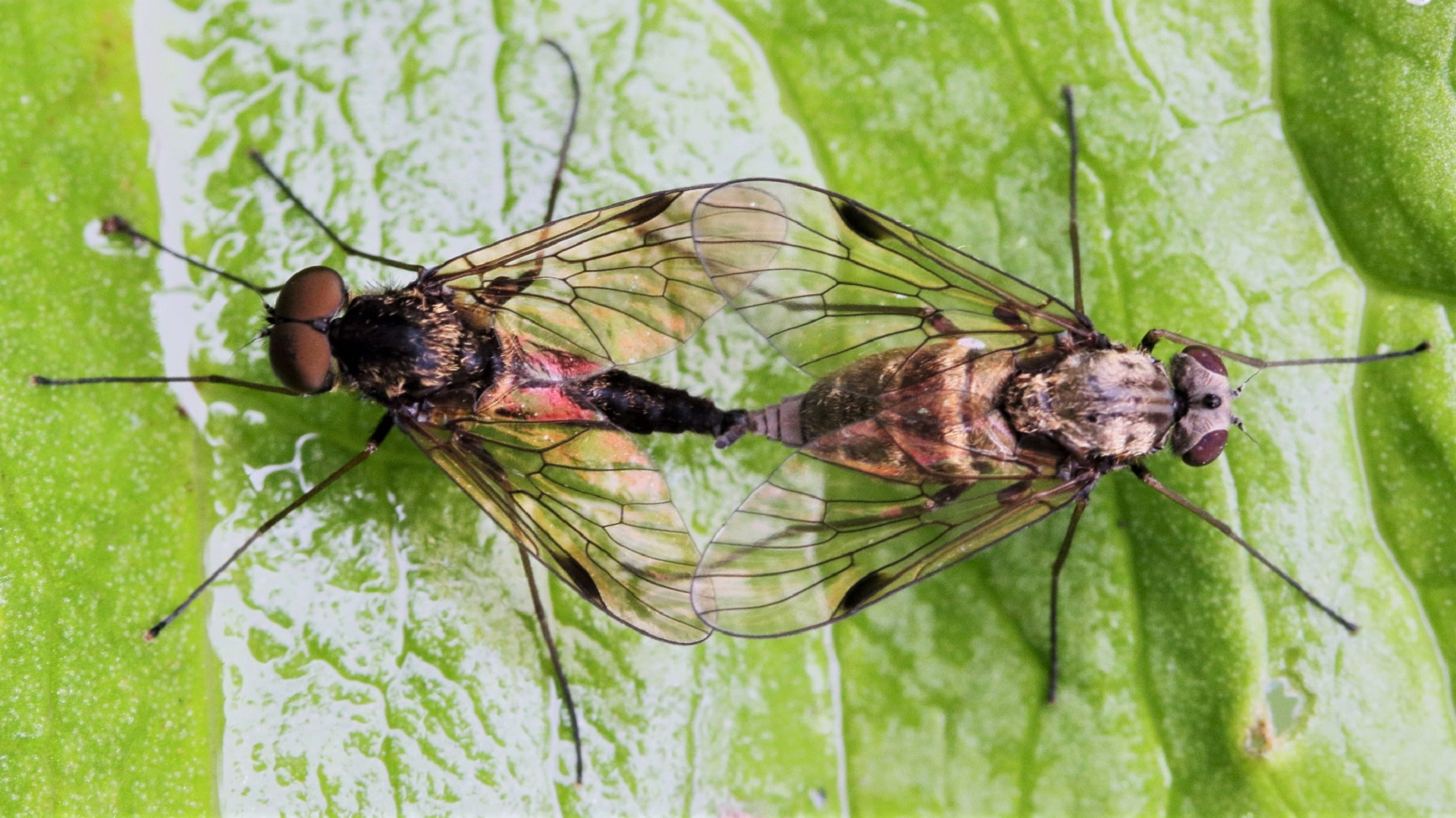 Stormorhina lunata